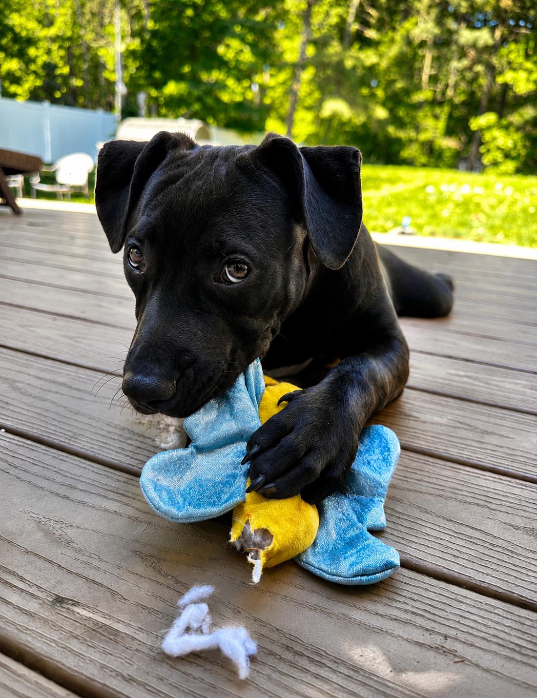 Enlarge Elaine, an adopted mixed breed in Pembroke, MA image 3/4