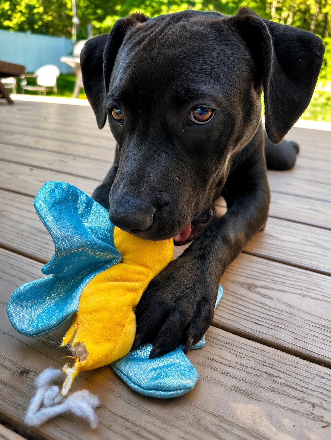 Enlarge Elaine, an adopted mixed breed in Pembroke, MA image 2/4