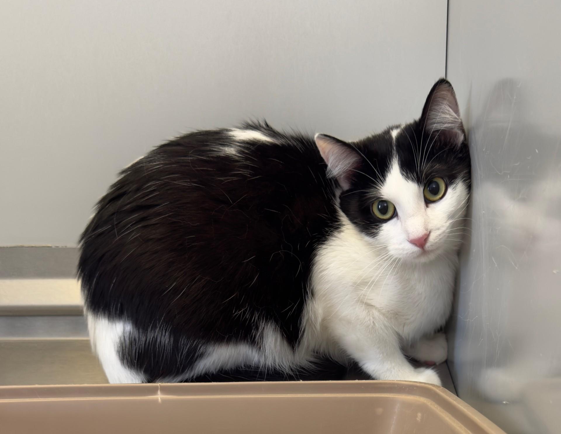 61156182, ADOPTABLE, Adult Female Domestic Short Hair.