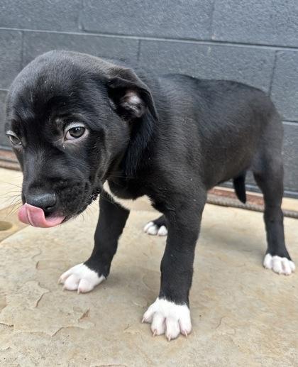 Enlarge Will.i.am, a Adoptable mixed breed in Wilkesboro, NC image 1/3