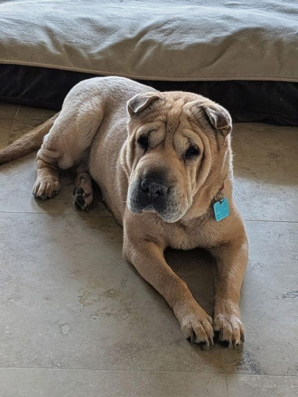 Rosie, Adoptable, Adult Female Shar-Pei.