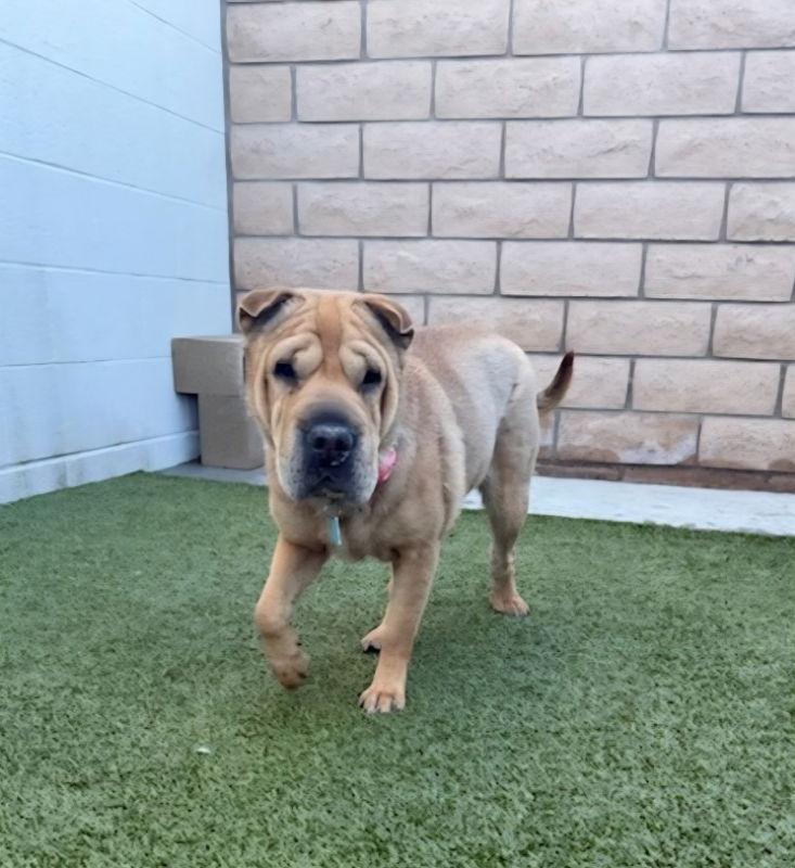 Rosie, a Adoptable Shar-Pei in Lake Forest, CA image 3/3