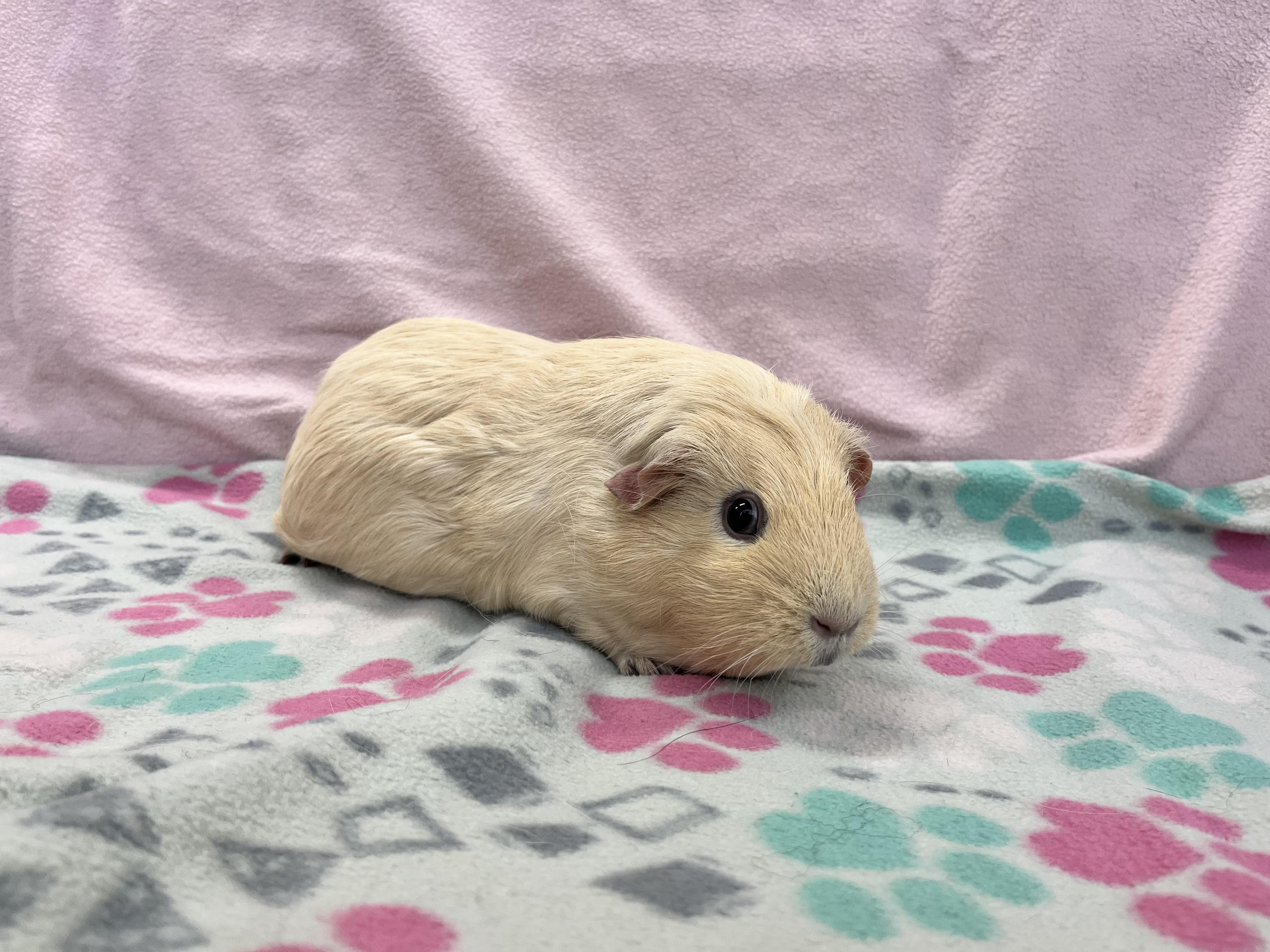 Cinderella, adopted, Adult Female Guinea Pig.