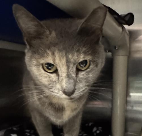 ODETTE, Adoptable, Adult Female Domestic Short Hair.