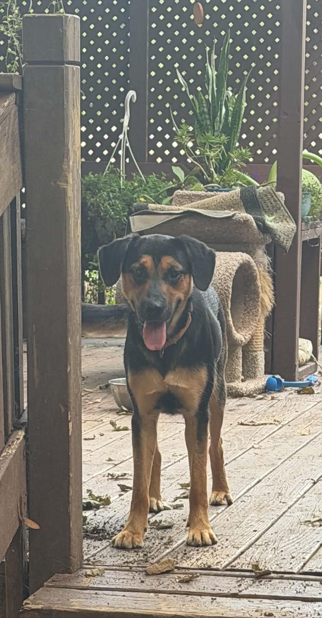 Jude, a ADOPTABLE mixed breed in Grand Rapids, MI image 3/3