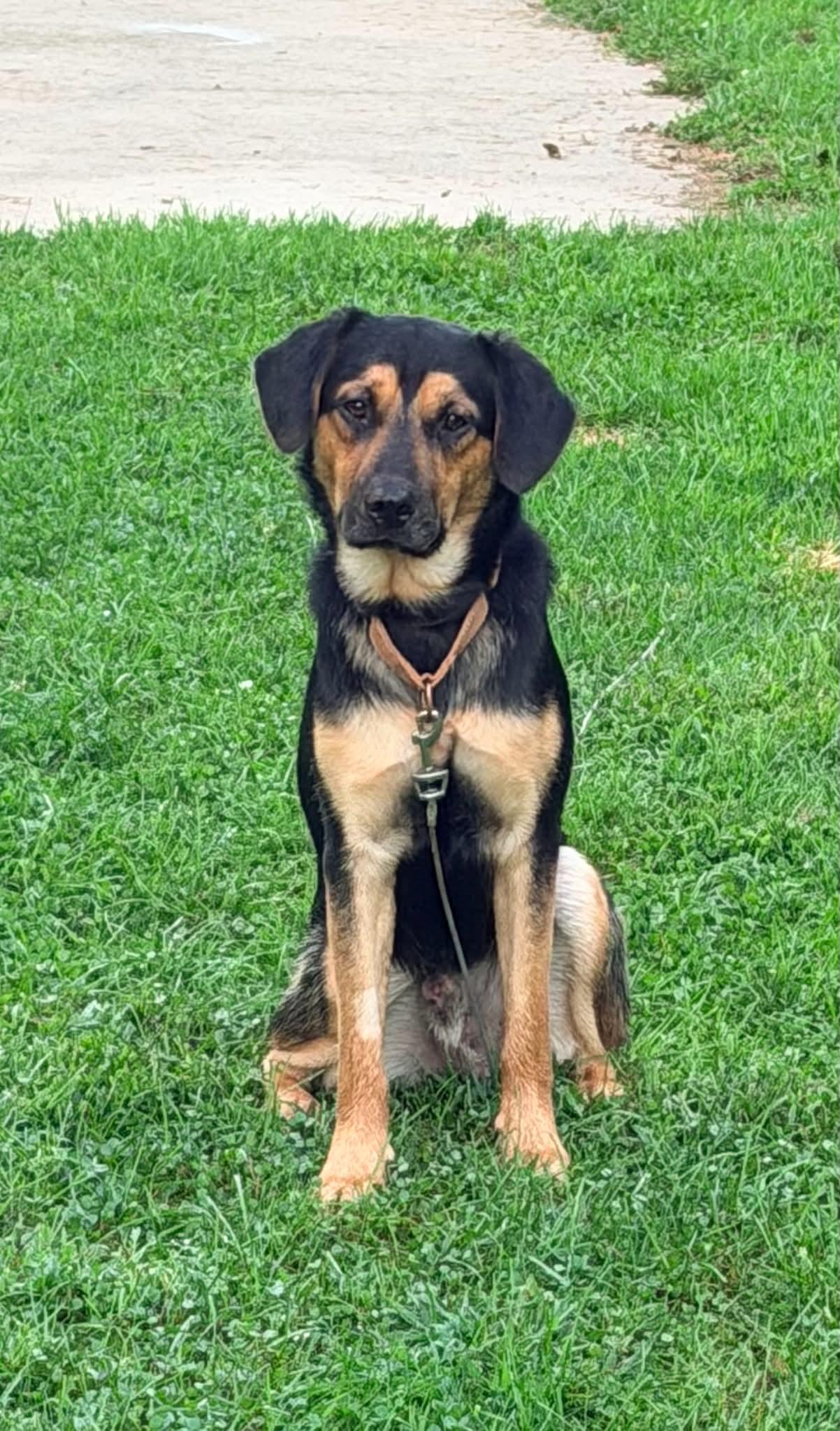Enlarge Jude, a Adoptable mixed breed in Grand Rapids, MI image 1/4