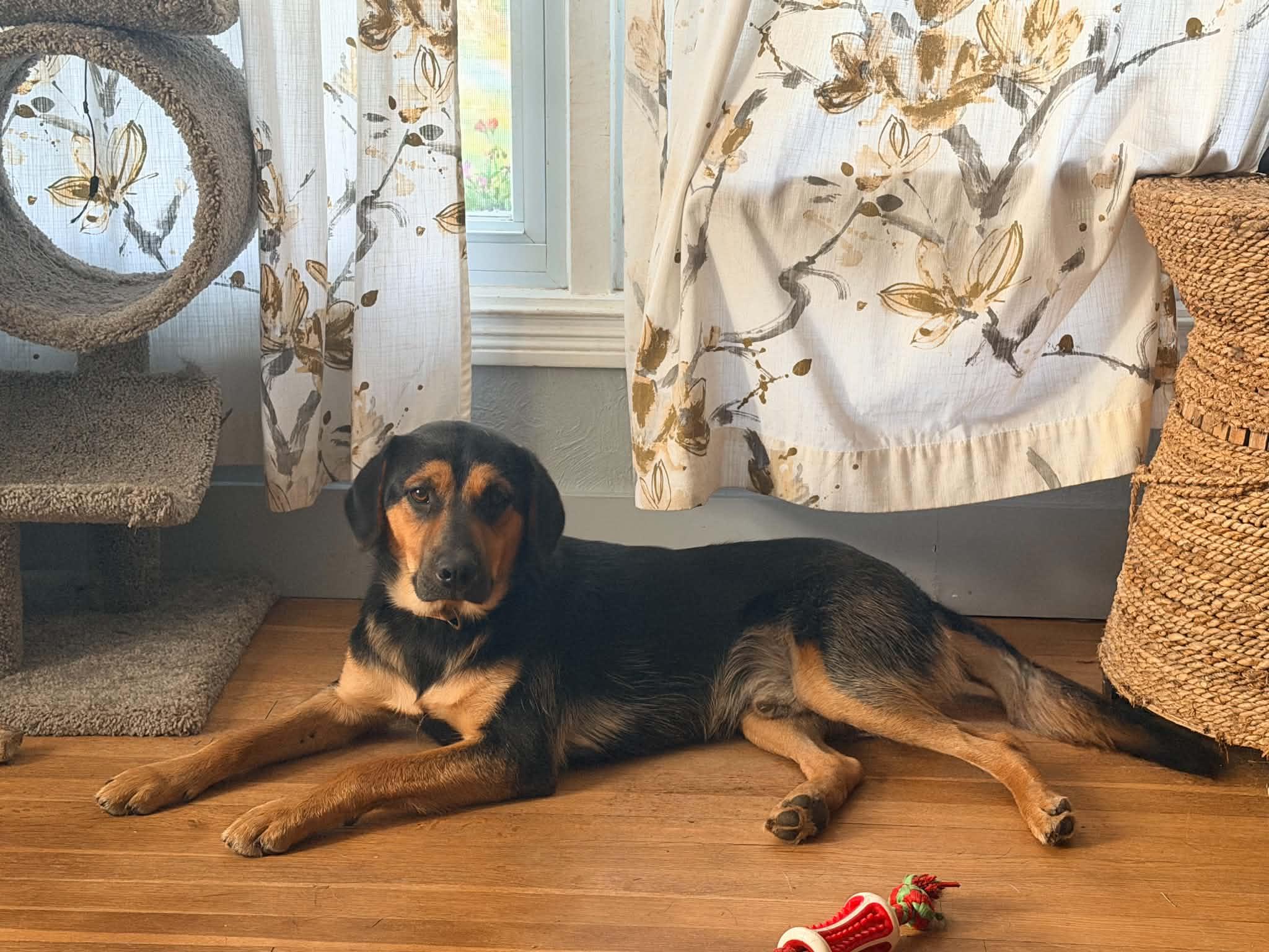 Jude, ADOPTABLE, Young Male Black and Tan Coonhound.