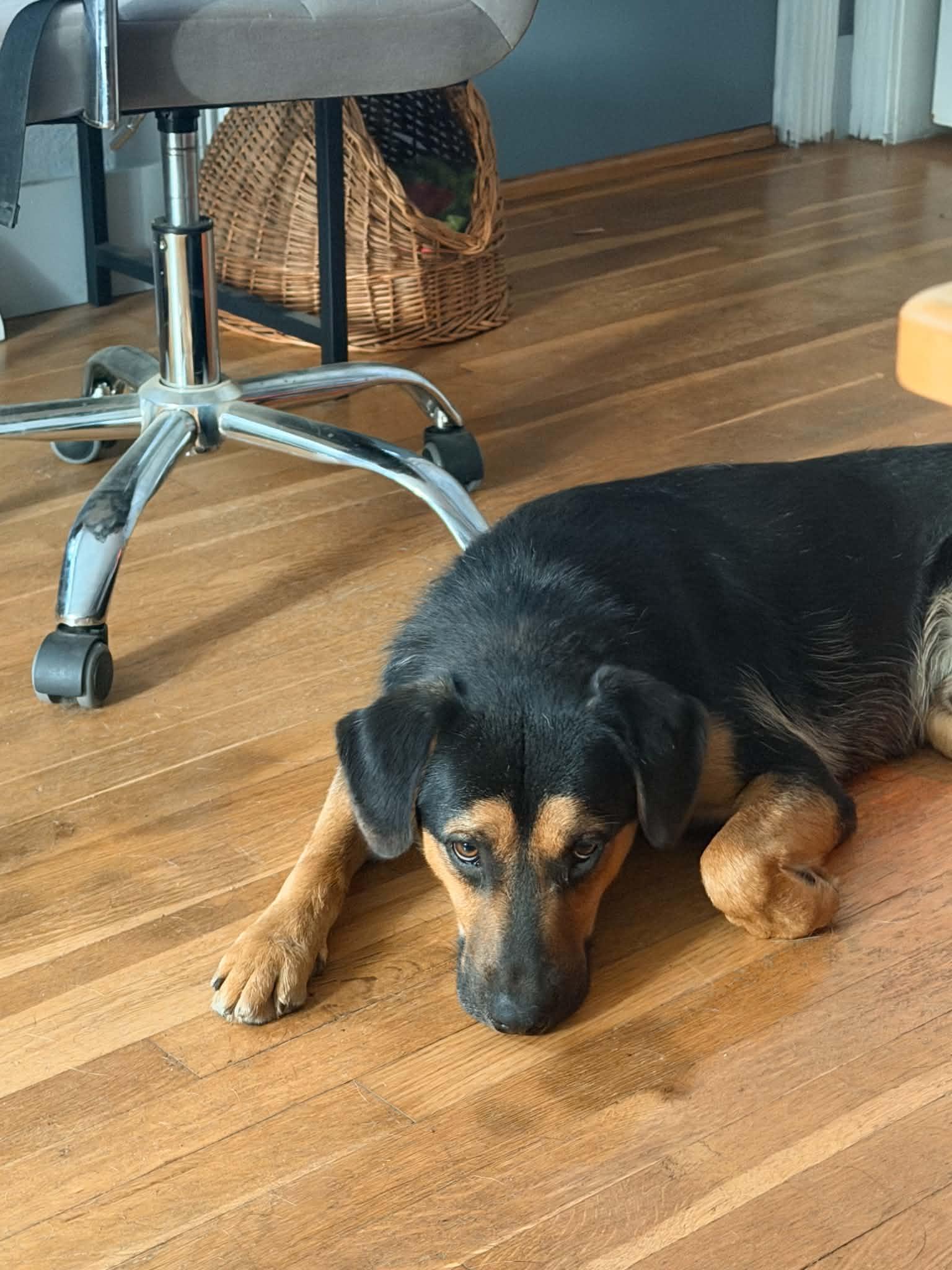 Jude, a ADOPTABLE mixed breed in Grand Rapids, MI image 2/3