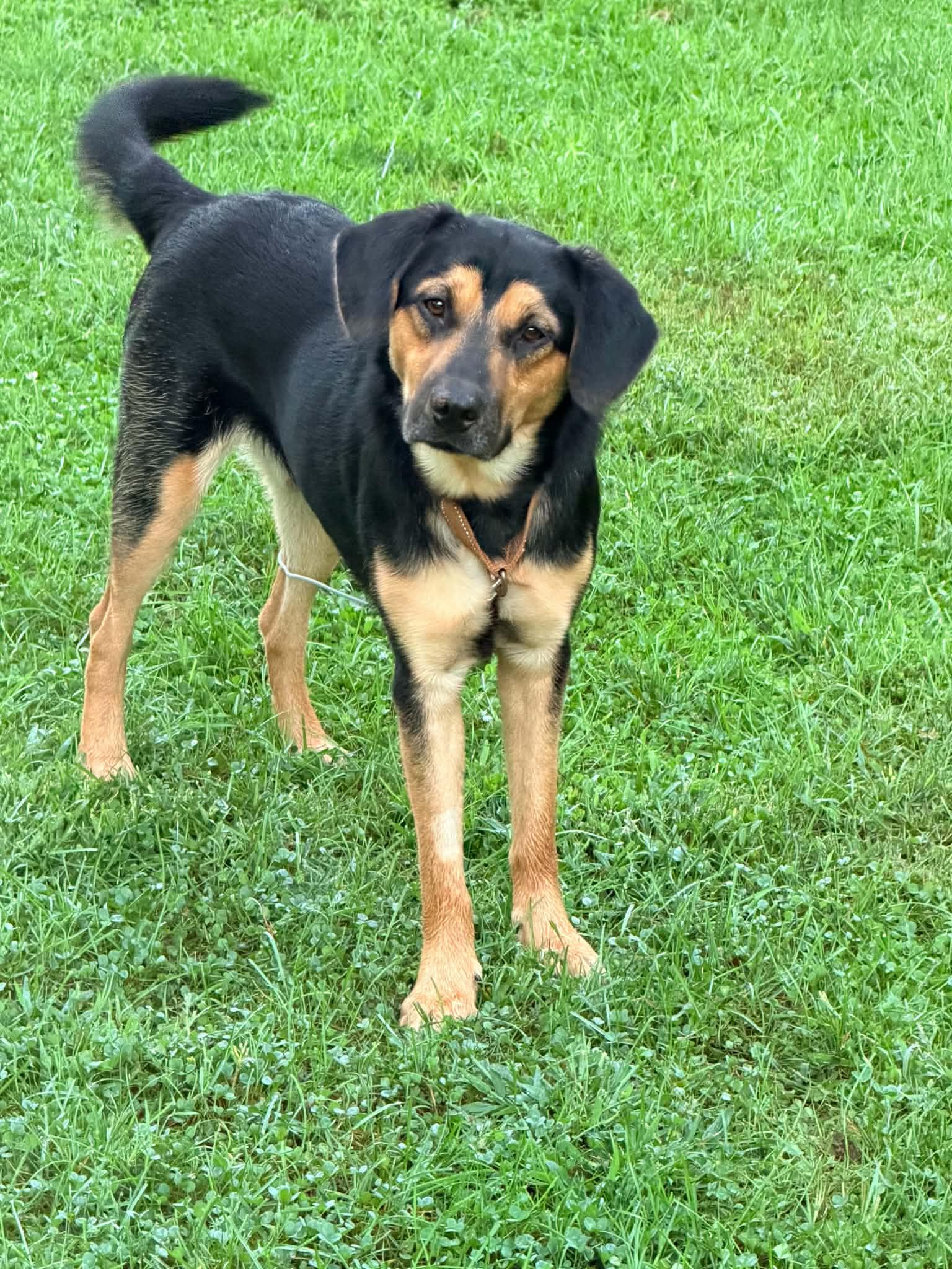 Enlarge Jude, a Adoptable mixed breed in Grand Rapids, MI image 2/4