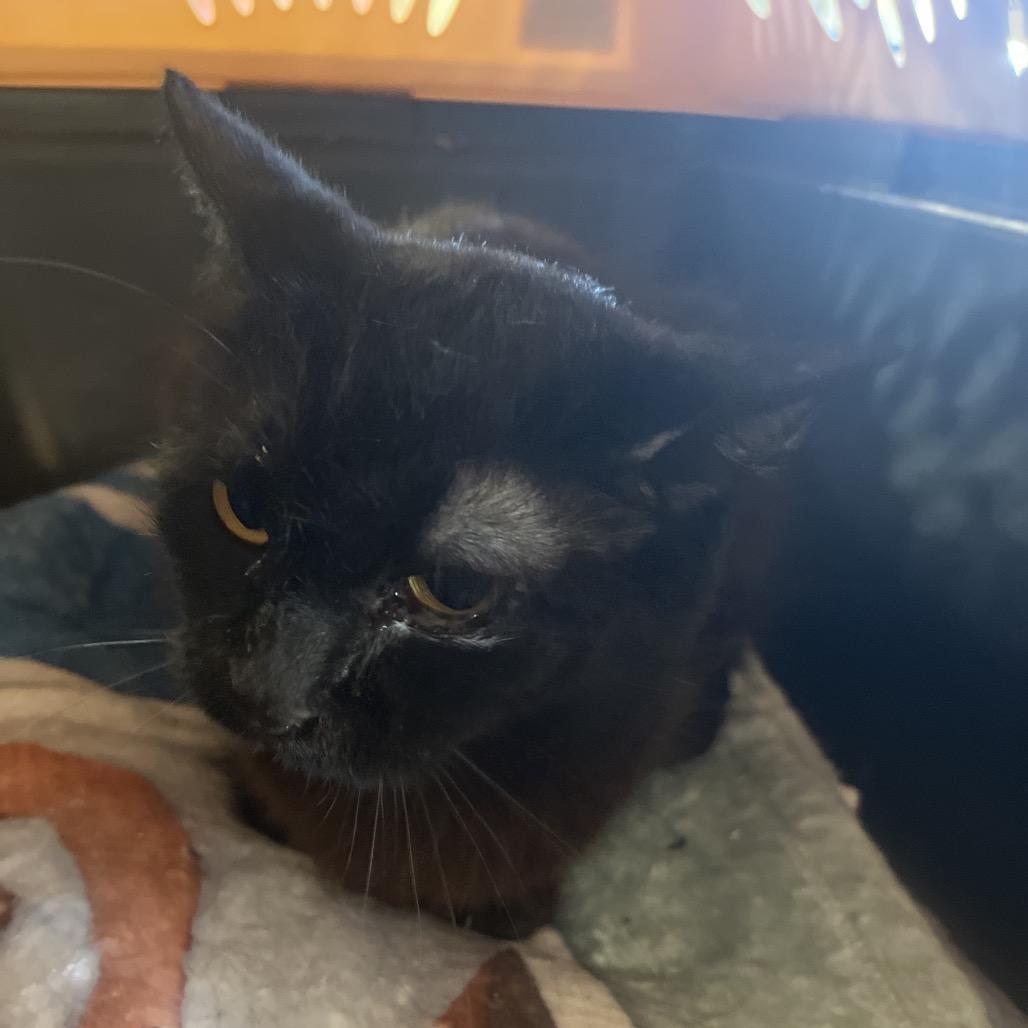 Queenie, Adoptable, Adult Female Domestic Medium Hair.