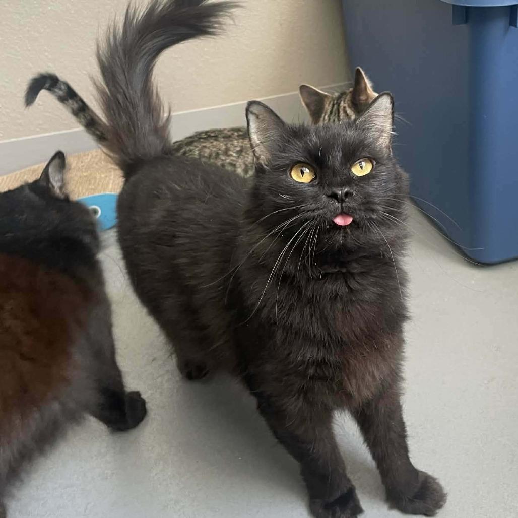 Enlarge Queenie, a Adoptable Domestic Medium Hair in CHANUTE, KS image 2/3