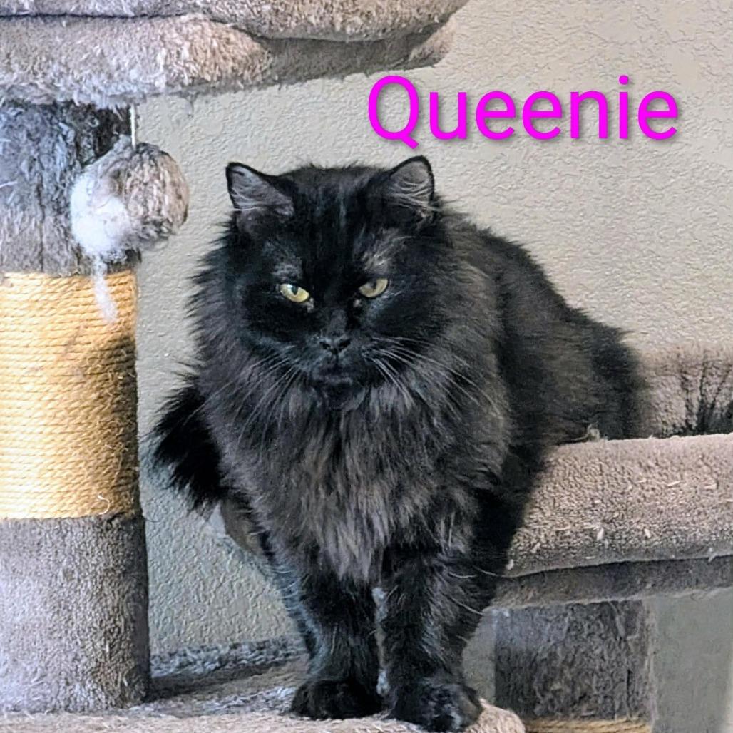 Enlarge Queenie, a Adoptable Domestic Medium Hair in CHANUTE, KS image 3/3