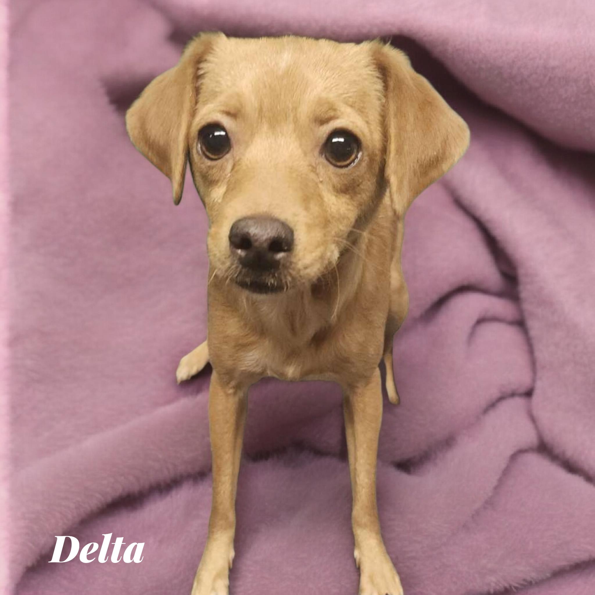 Delta, adopted, Young Female Chihuahua.