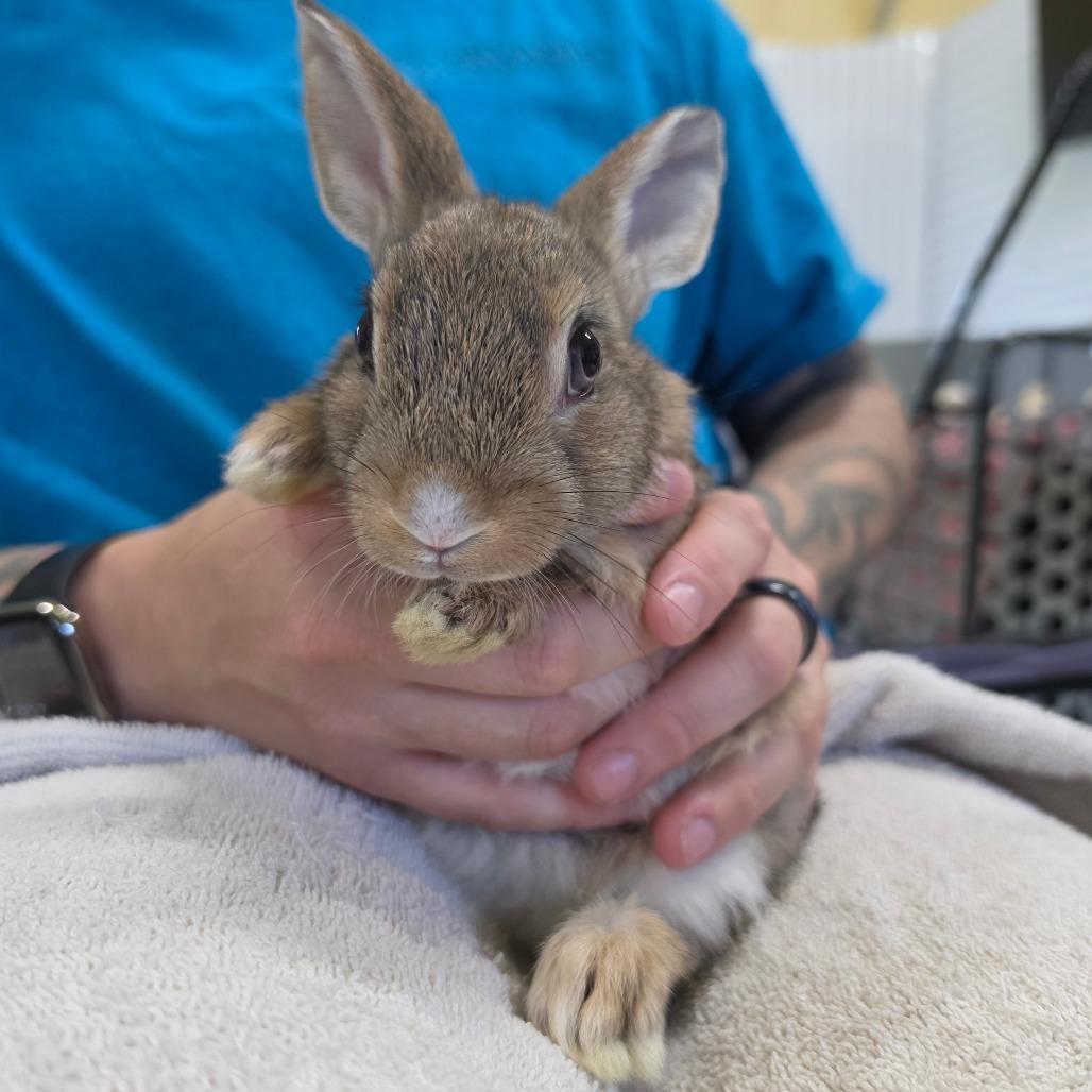 Enlarge Owl, a Adoptable Bunny Rabbit in Hilliard , FL image 2/2