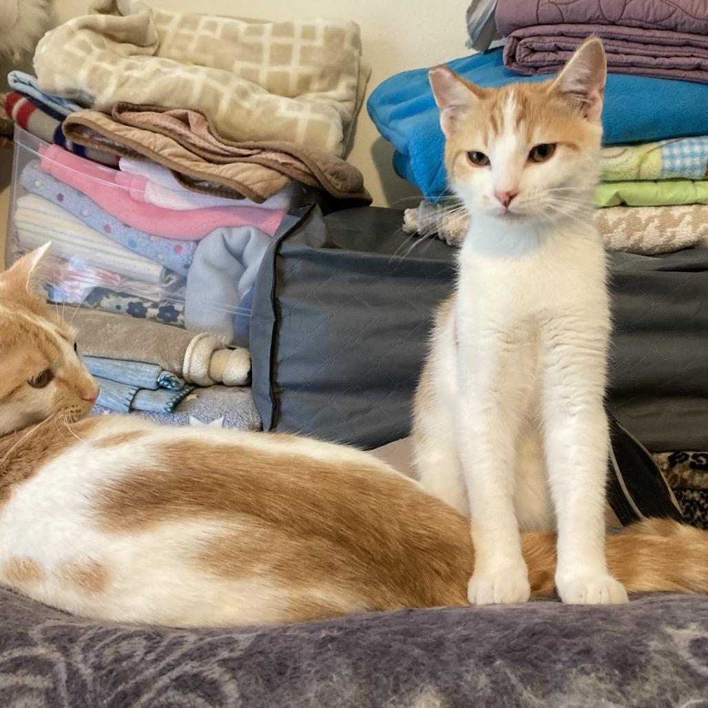 Halston, Adoptable, Kitten Male Domestic Short Hair.