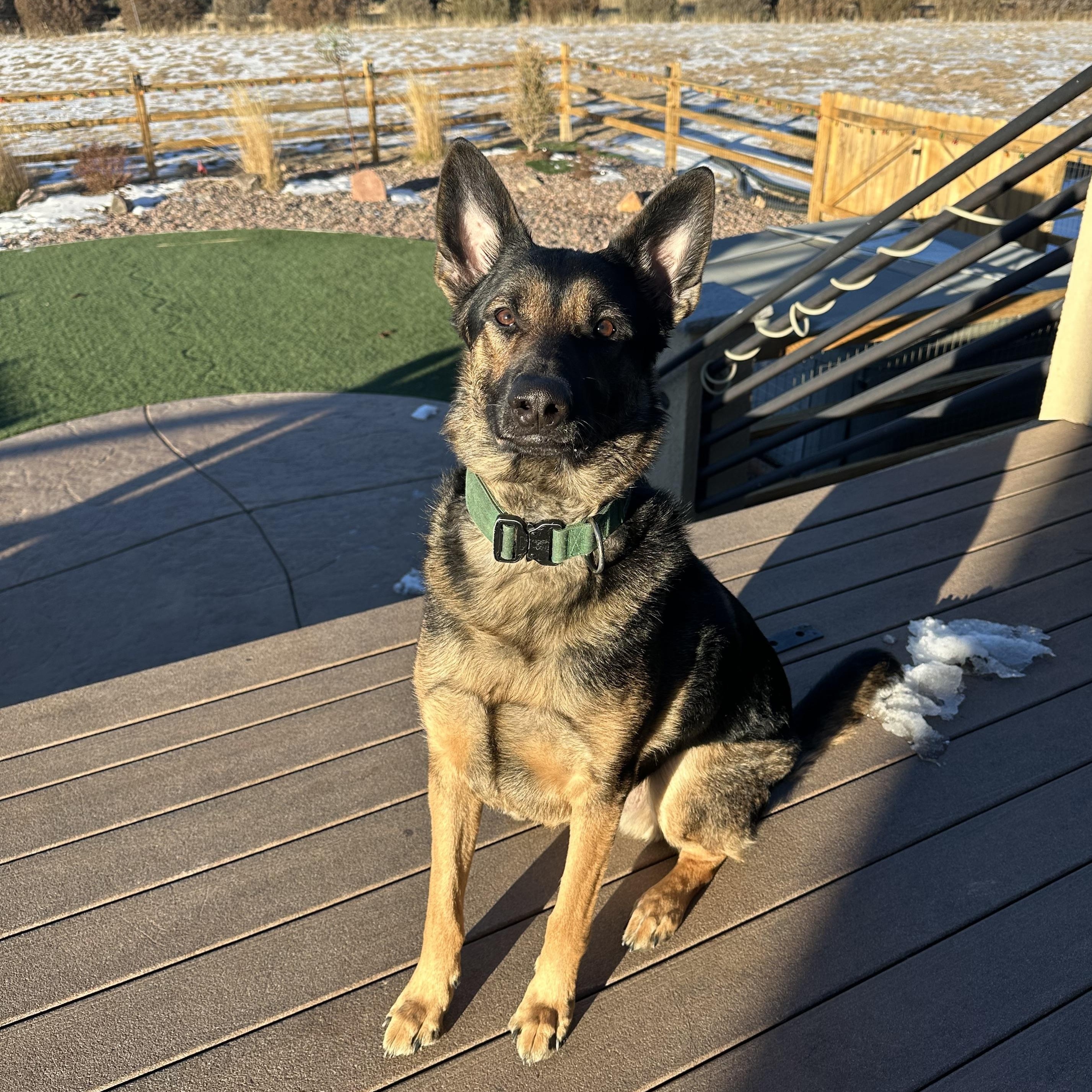 Willie, ADOPTABLE, Young Male German Shepherd Dog & Belgian Shepherd / Malinois.