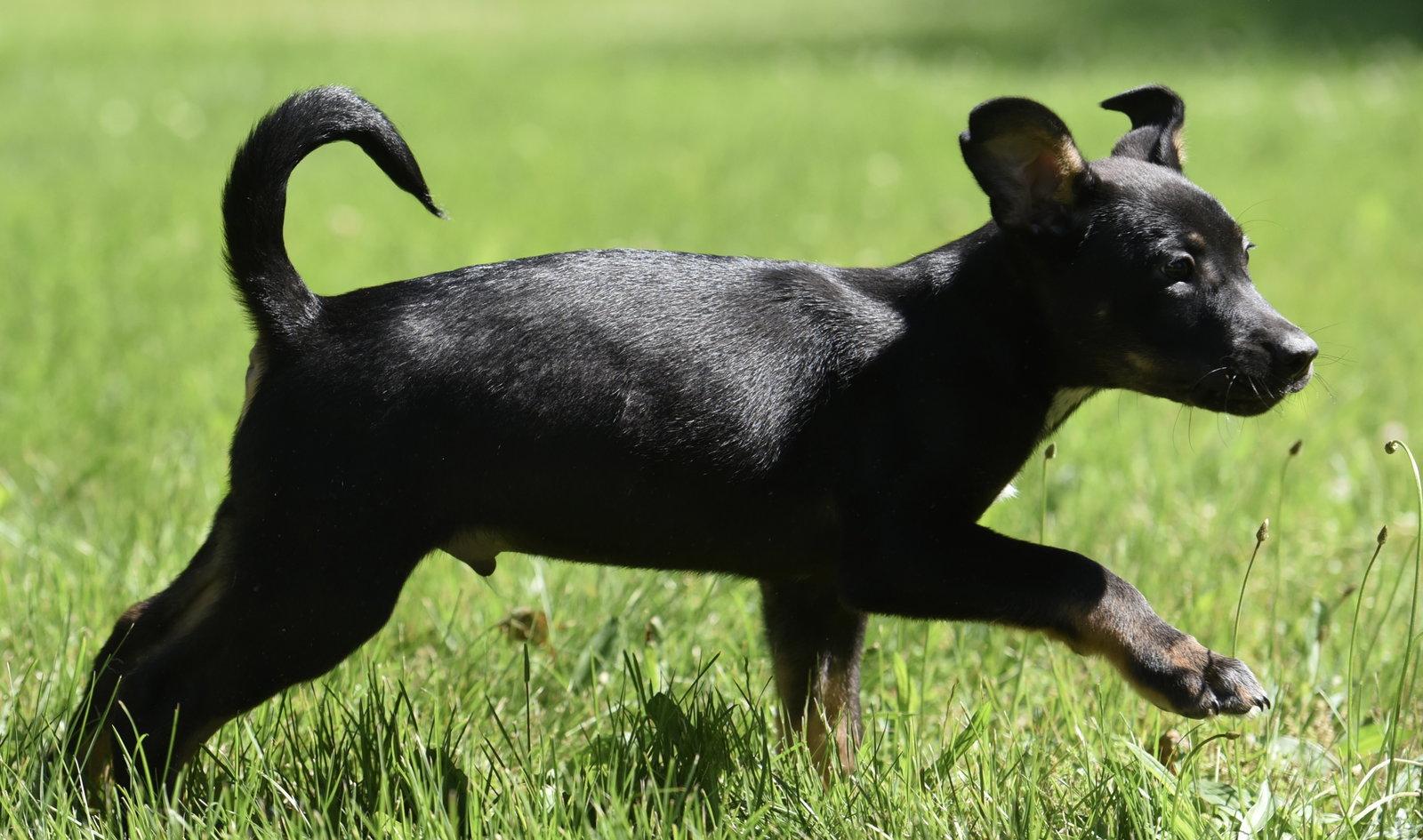 Enlarge Oliver, a Adoptable mixed breed in Mechanicsburg, PA image 1/3