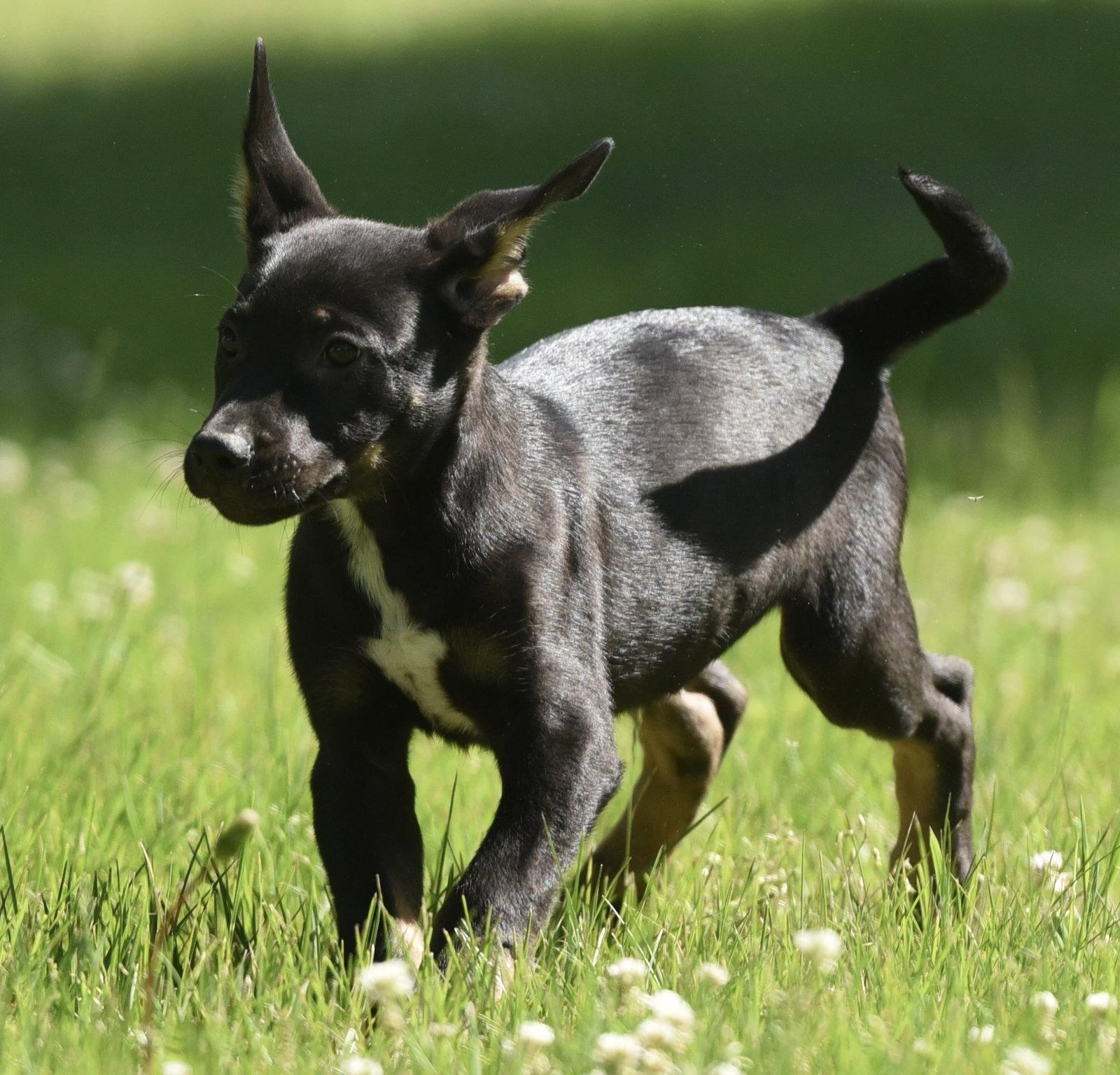 Enlarge Oliver, a Adoptable mixed breed in Mechanicsburg, PA image 2/3