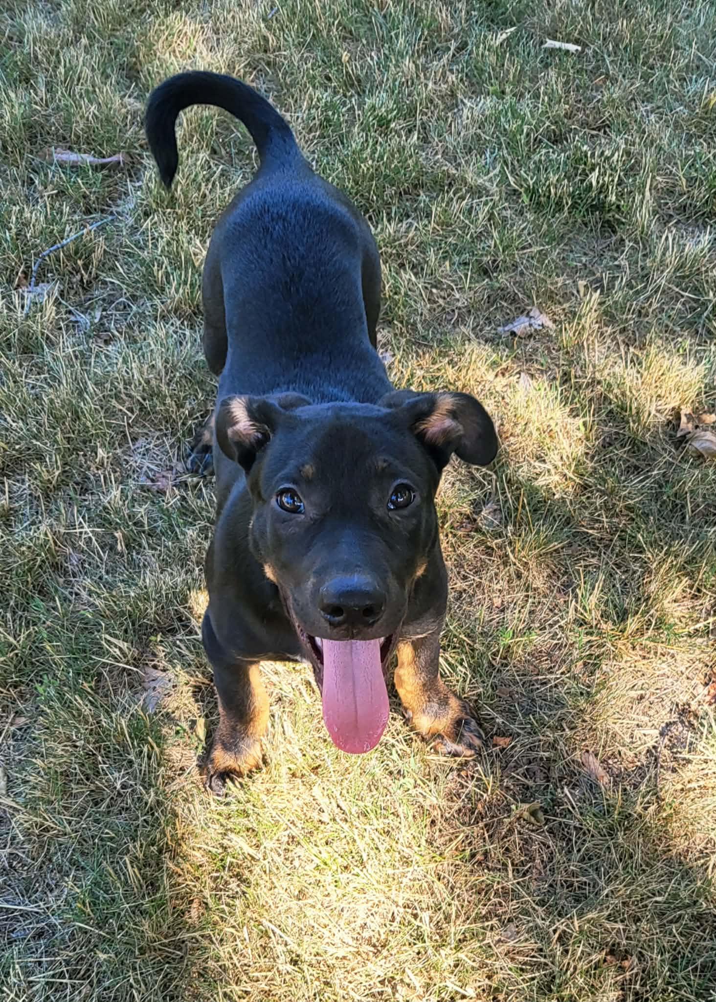 Enlarge Oliver, a Adoptable mixed breed in Mechanicsburg, PA image 2/3