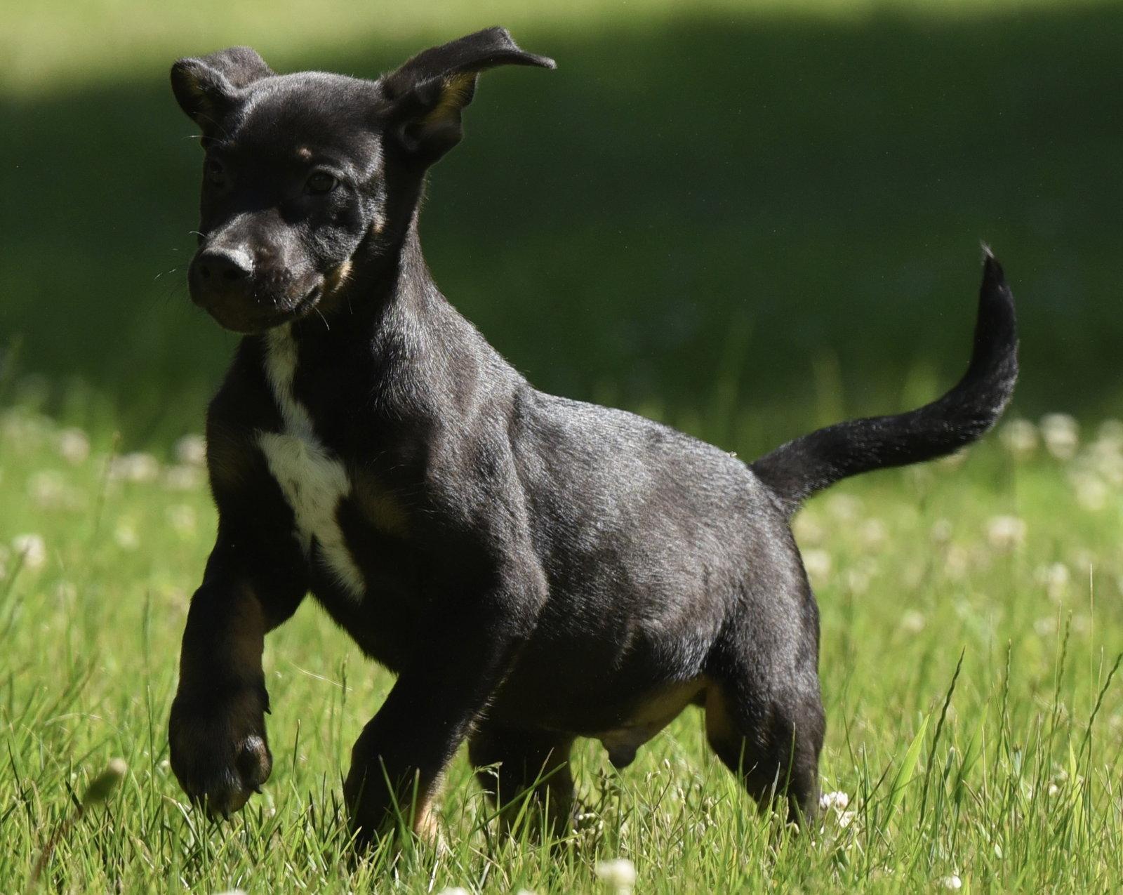 Enlarge Oliver, a Adoptable mixed breed in Mechanicsburg, PA image 3/3