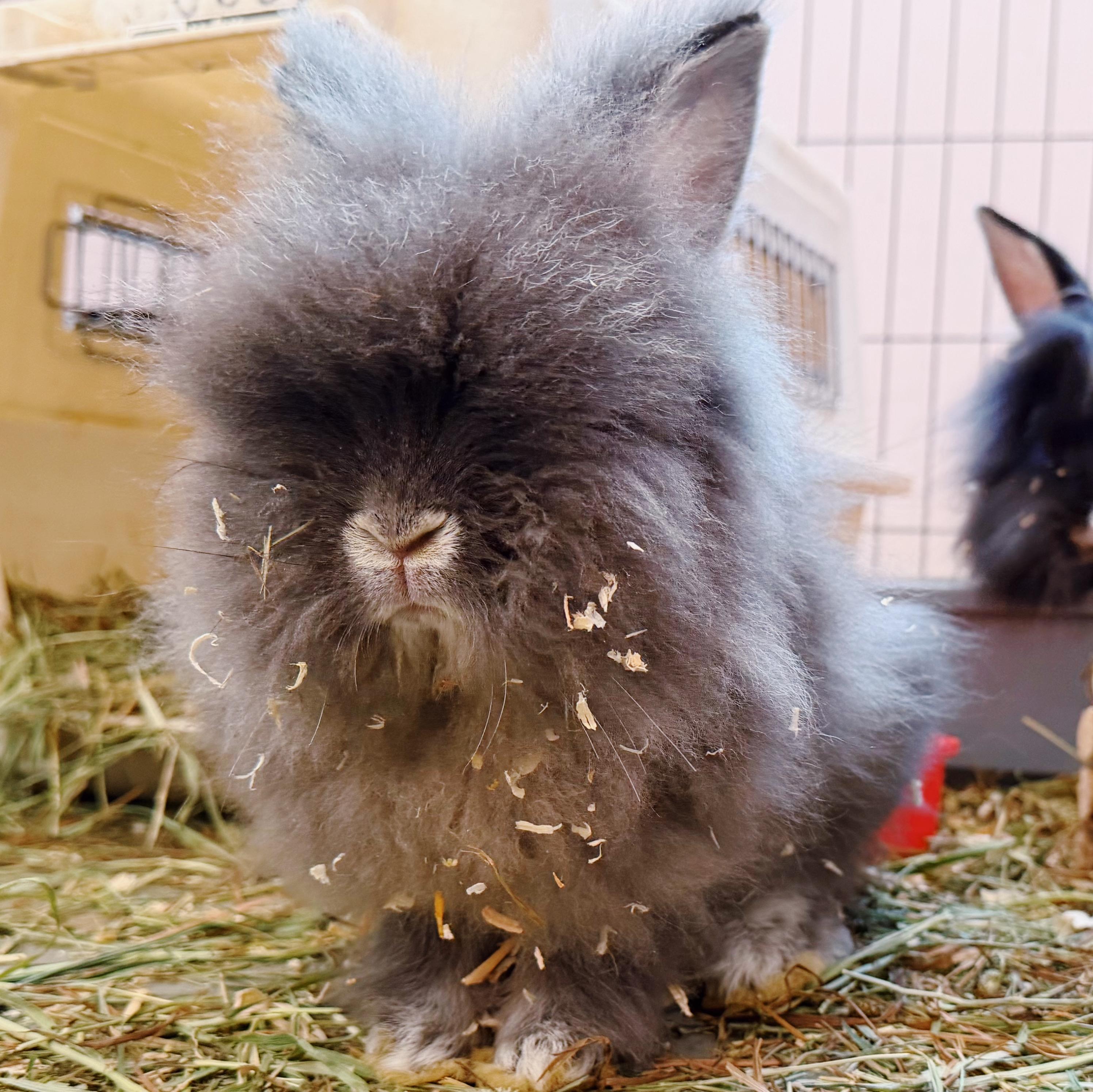 Cutie Patootie, ADOPTABLE, Baby Female Lionhead.