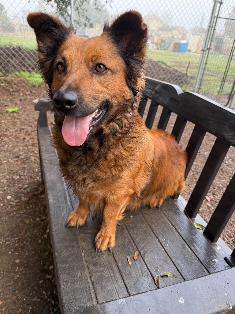 Lucy, Adopted, Adult Female Shepherd & Mixed Breed.