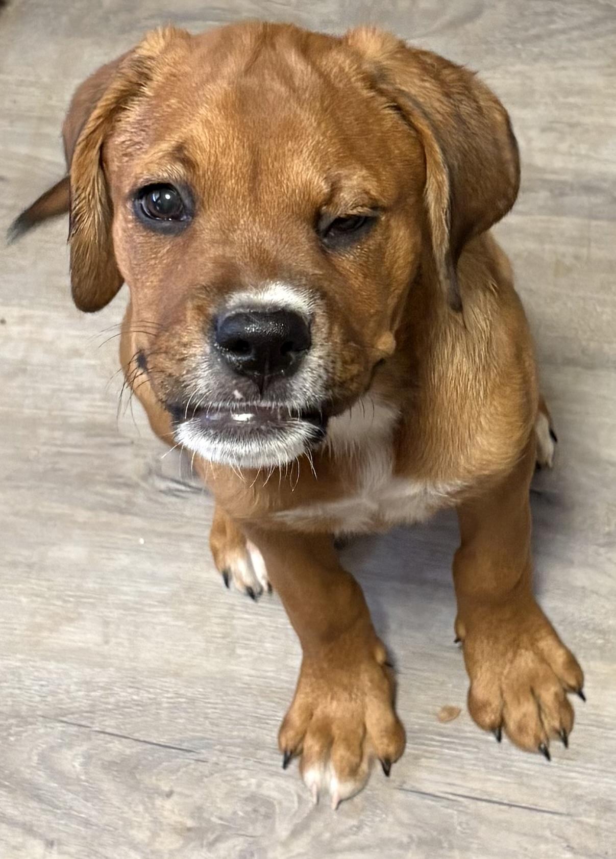 Adair, ADOPTABLE, Puppy Female Rottweiler.