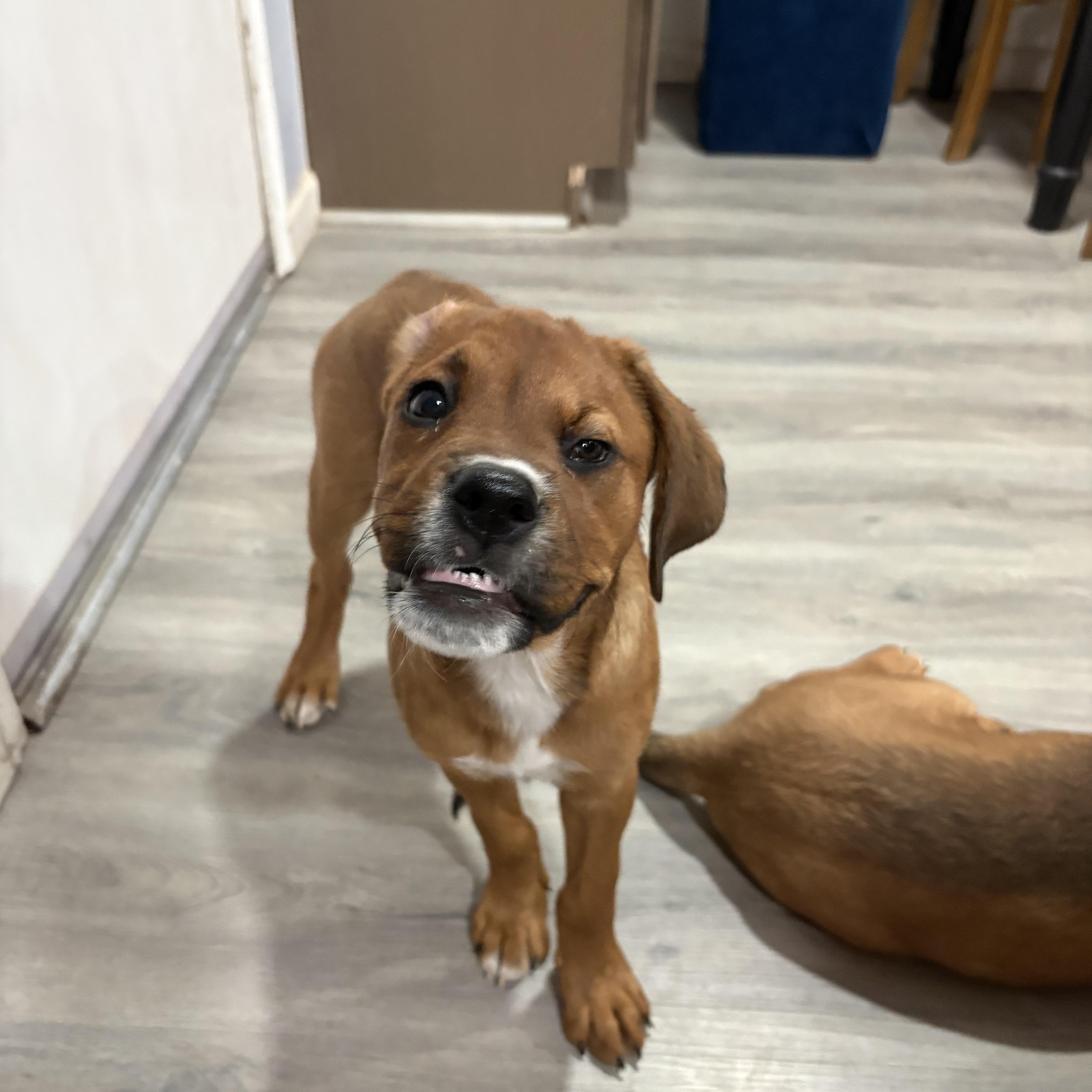 Enlarge Adair, a ADOPTABLE mixed breed in Gilbert, AZ image 3/3