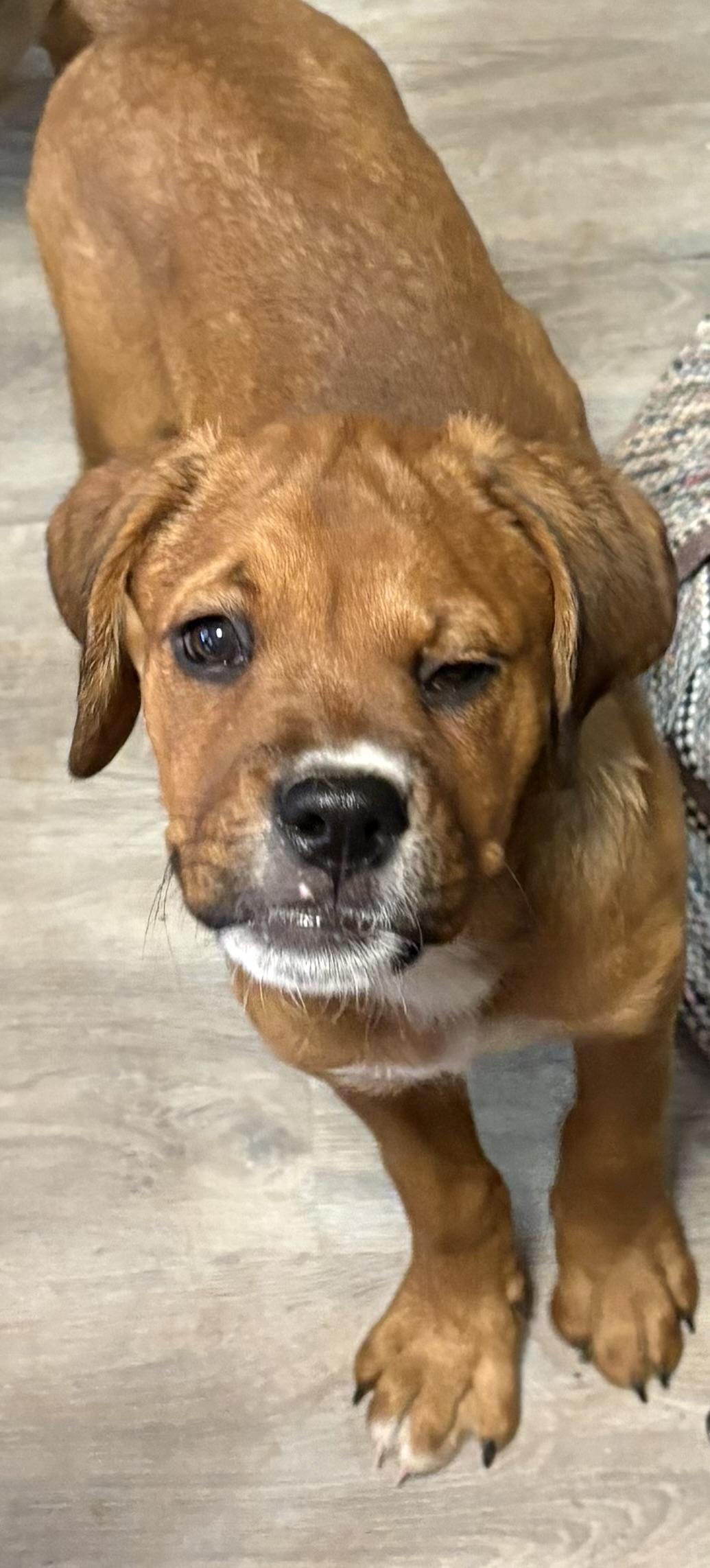 Enlarge Adair, a ADOPTABLE mixed breed in Gilbert, AZ image 2/3