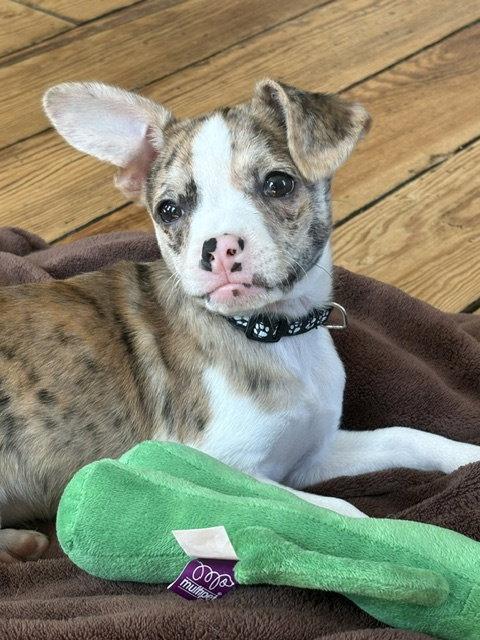 Enlarge **BAILEY**, a Adopted Chihuahua in North Prairie, WI image 1/1