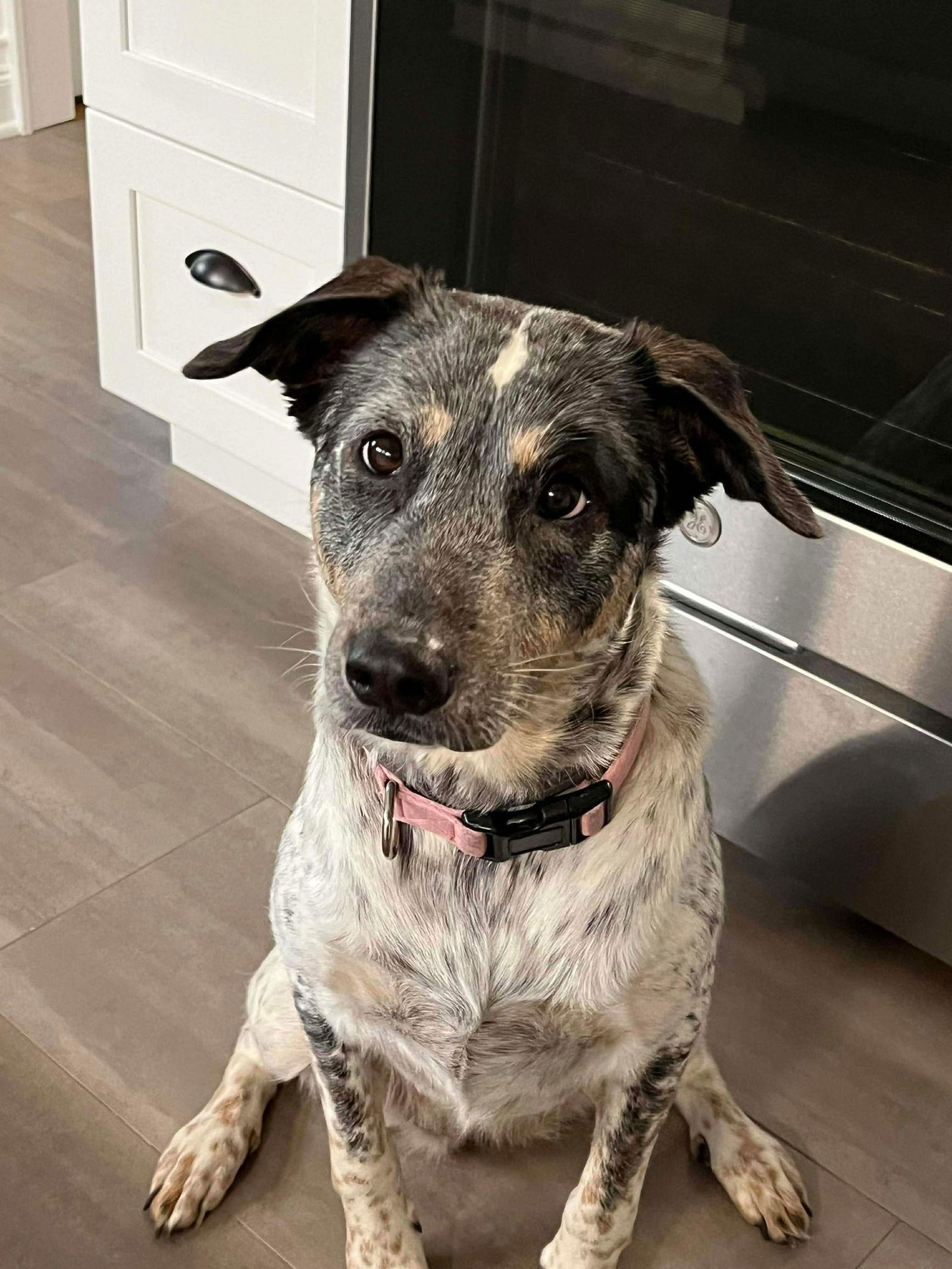 Riley, Adoptable, Young Female Cattle Dog & Labrador Retriever.