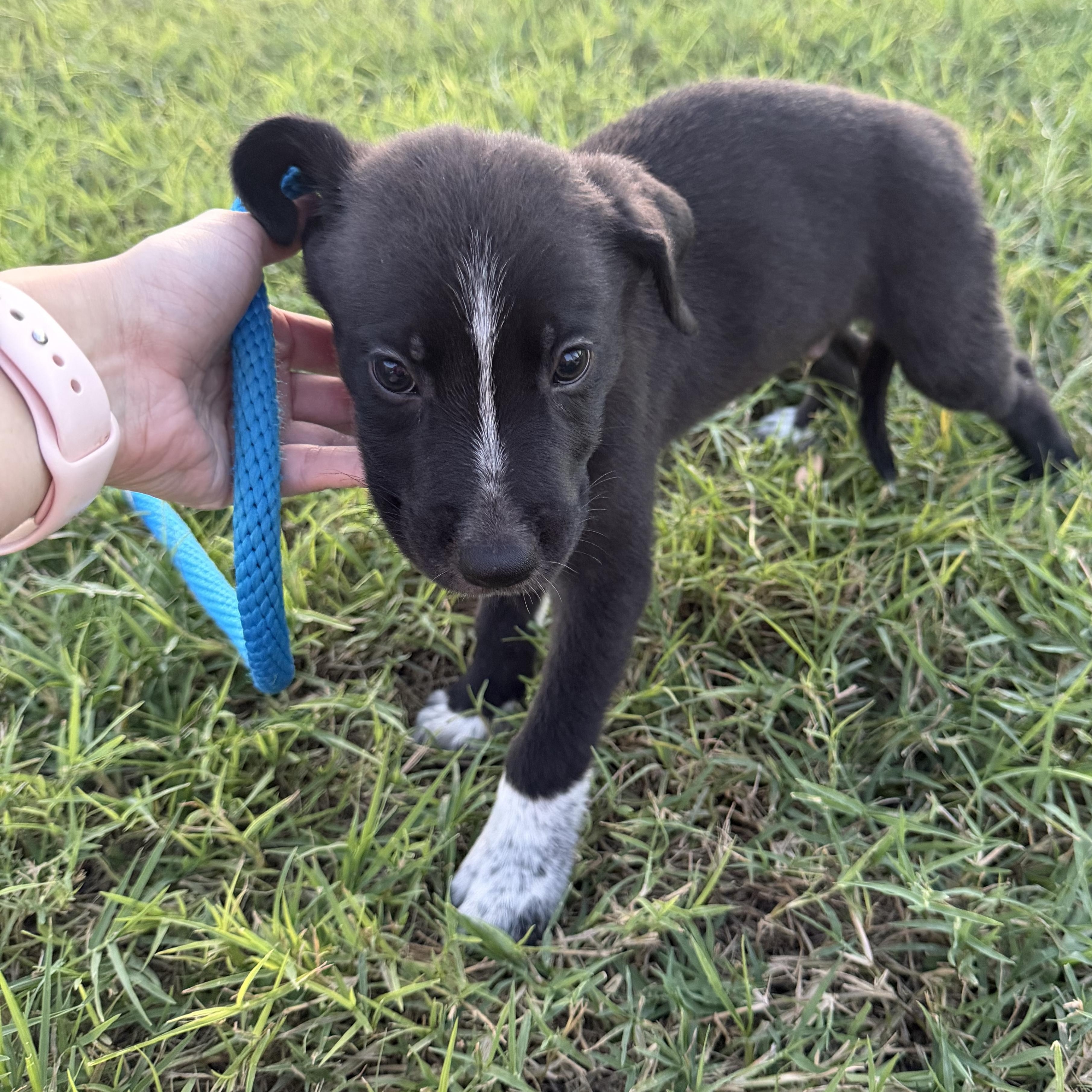 Enlarge Oak, a Adoptable mixed breed in New York, NY image 4/5