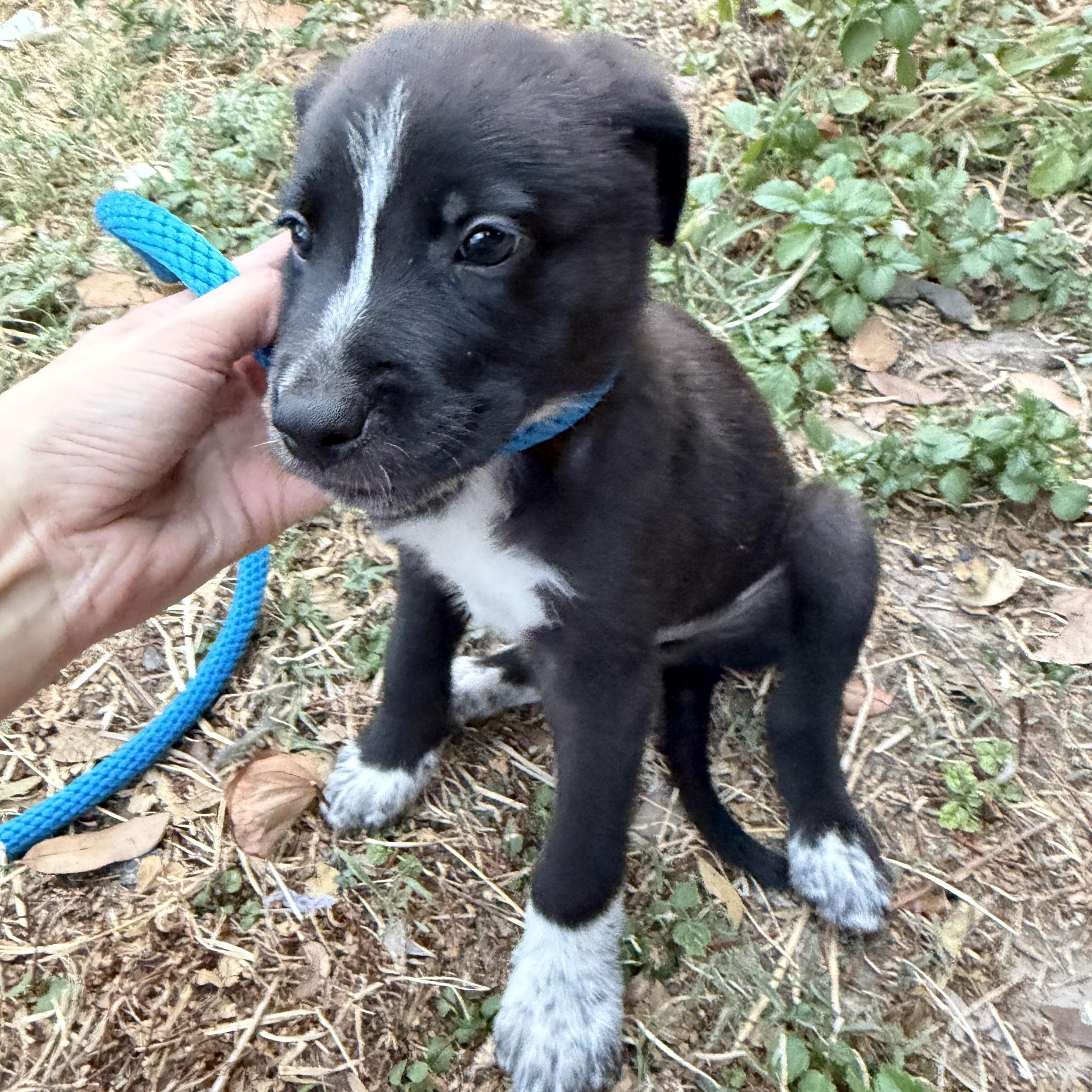 Enlarge Oak, a Adoptable mixed breed in New York, NY image 5/5