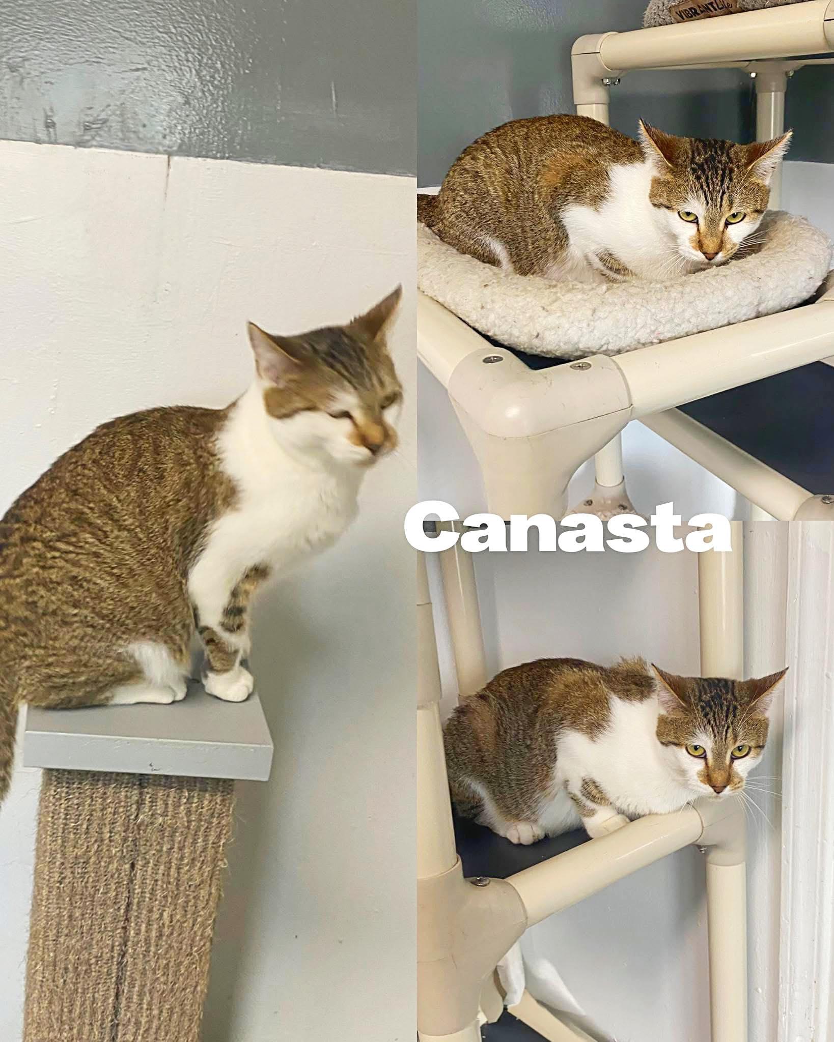 Enlarge Canasta, a Adoptable Domestic Short Hair in Saint James, MO image 1/5