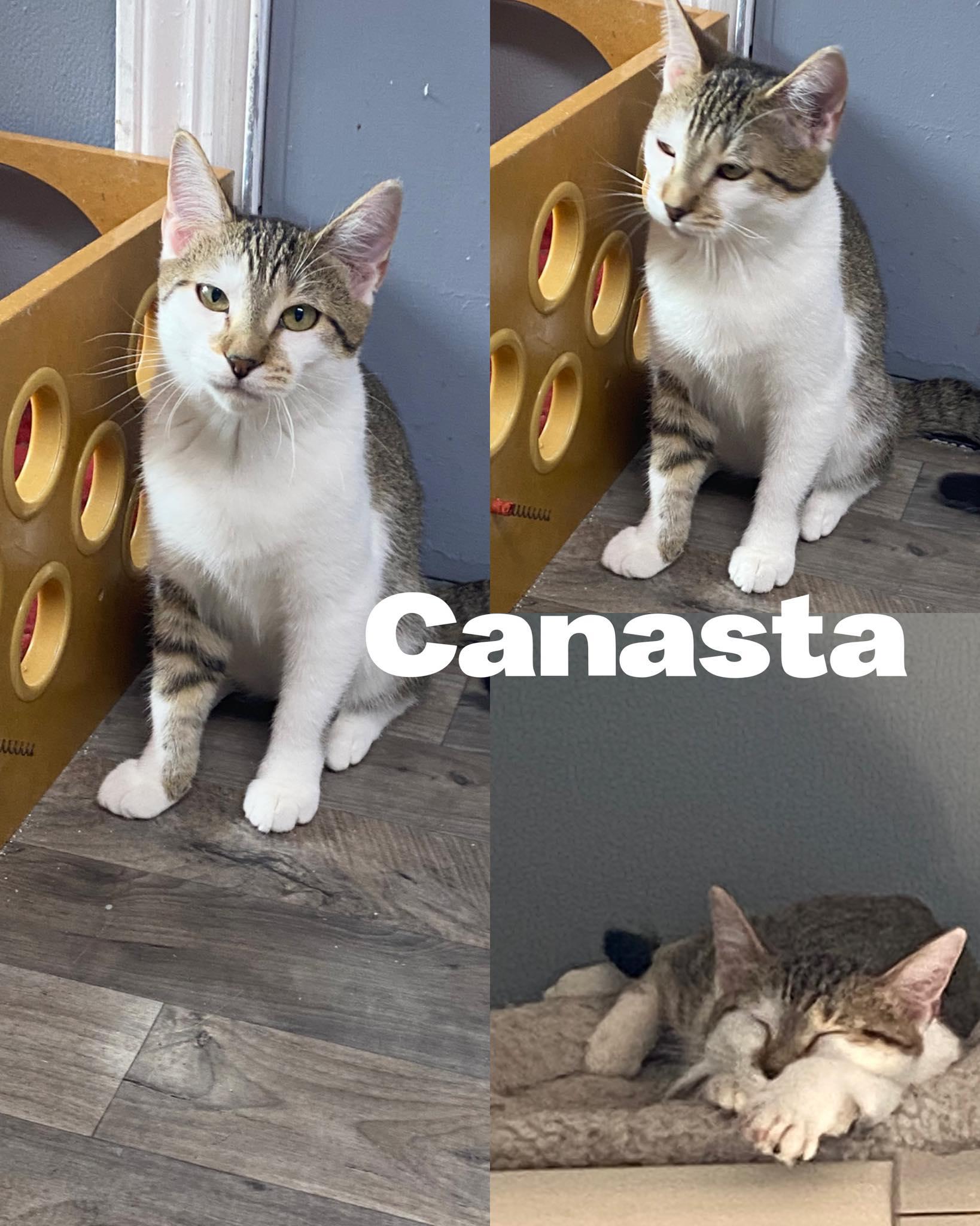 Enlarge Canasta, a Adoptable Domestic Short Hair in Saint James, MO image 2/4