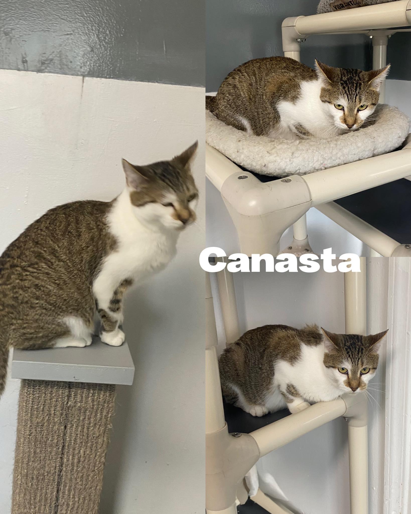 Enlarge Canasta, a Adoptable Domestic Short Hair in Saint James, MO image 1/4