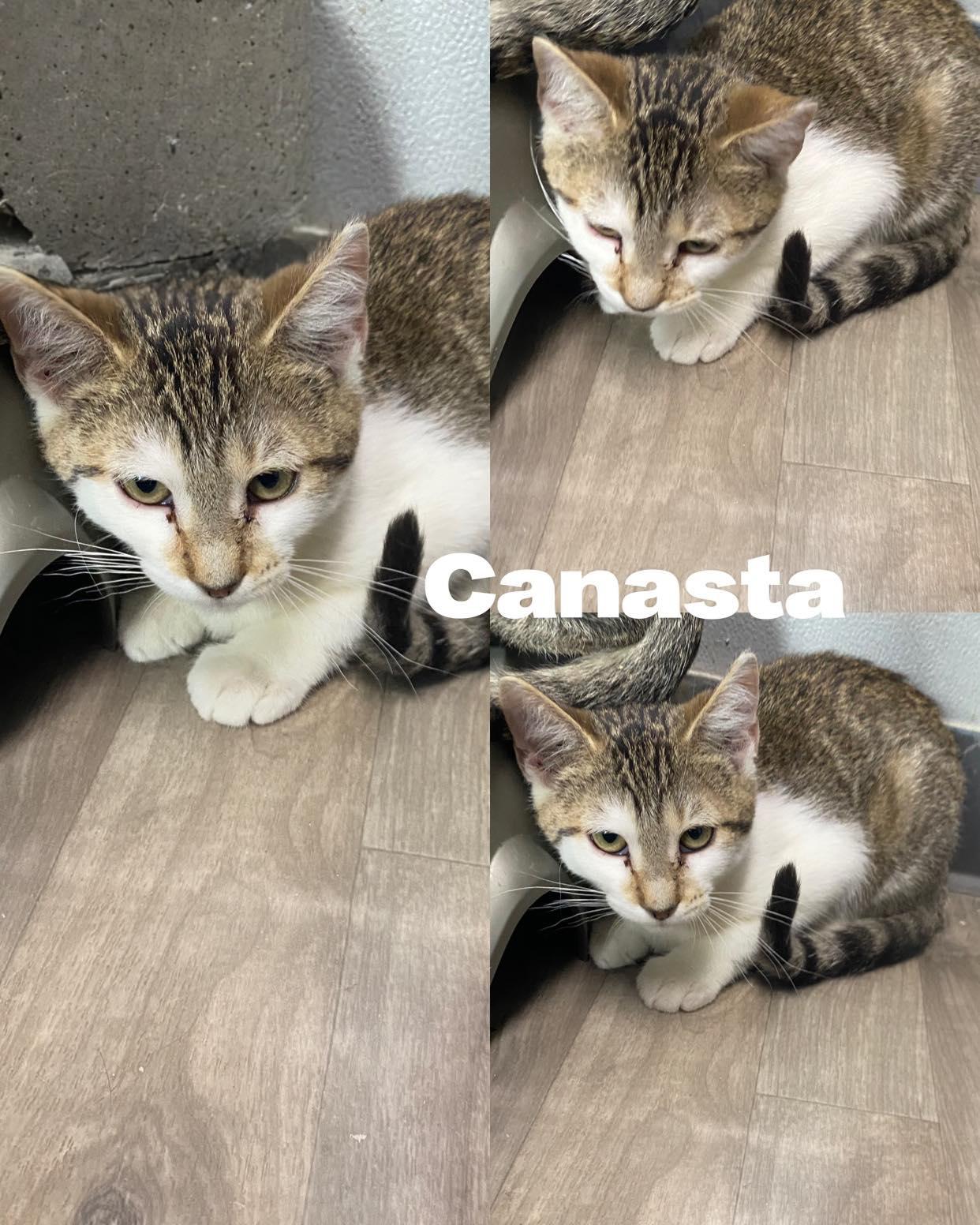 Enlarge Canasta, a Adoptable Domestic Short Hair in Saint James, MO image 3/4