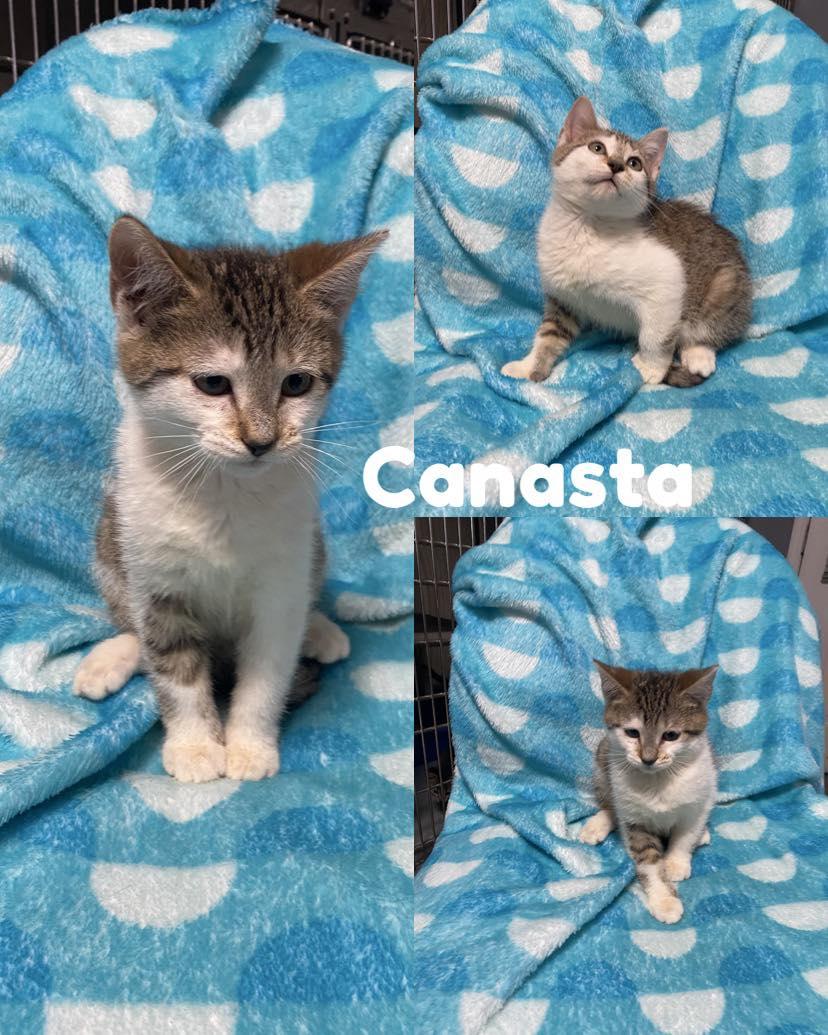 Enlarge Canasta, a Adoptable Domestic Short Hair in Saint James, MO image 4/4