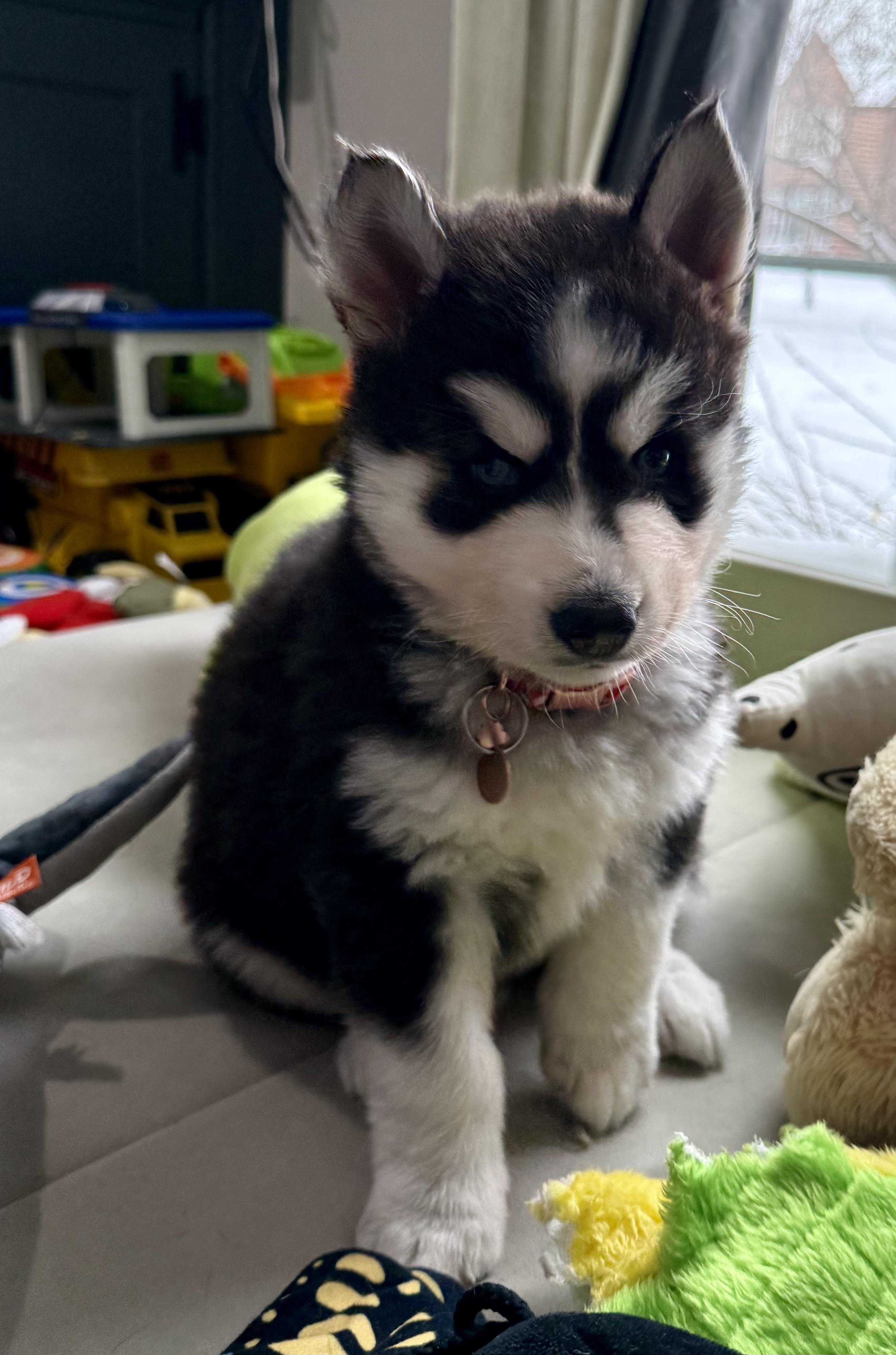 Moose, ADOPTABLE, Puppy Female Siberian Husky.