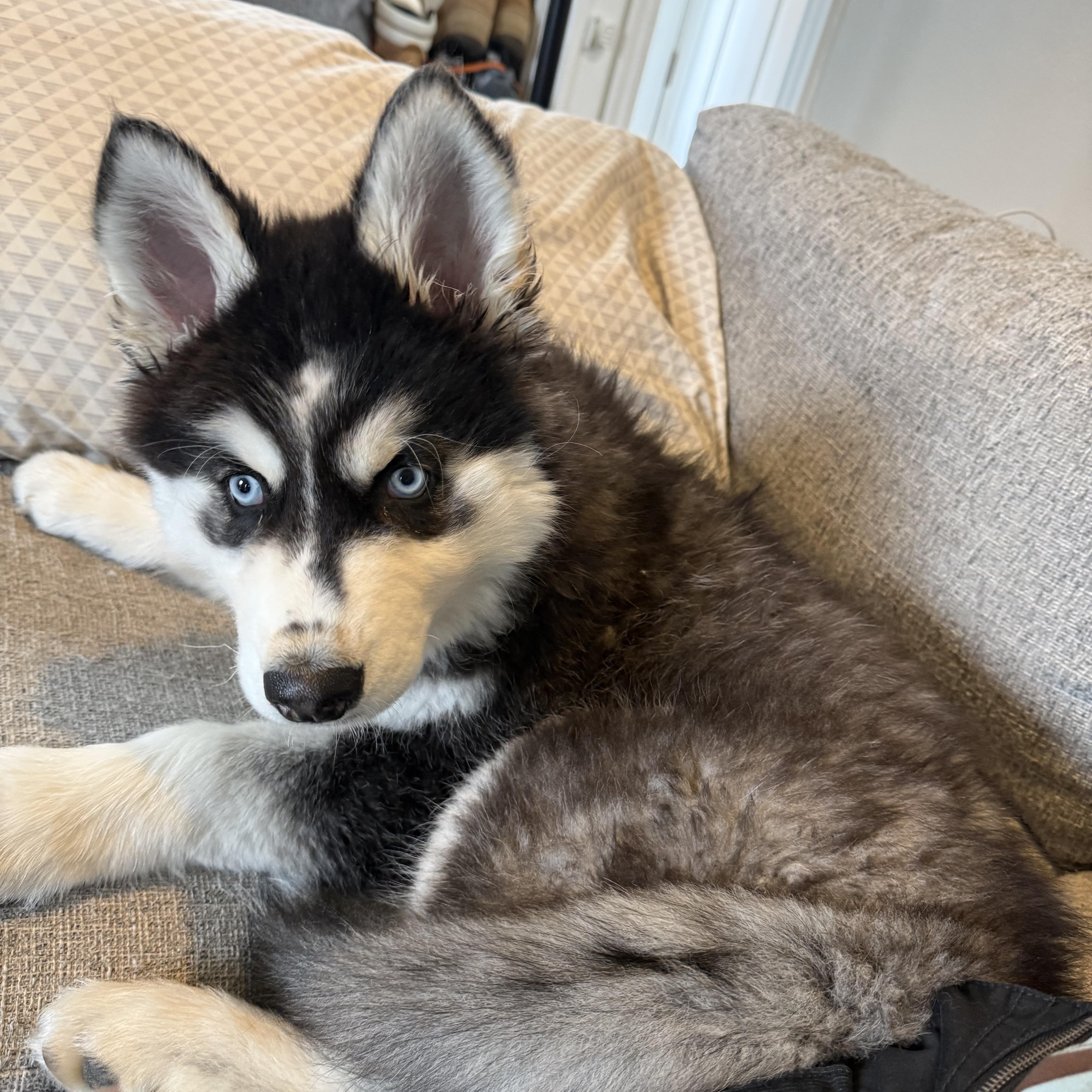 Enlarge Moose, a ADOPTABLE Siberian Husky in Cleveland, OH image 1/4