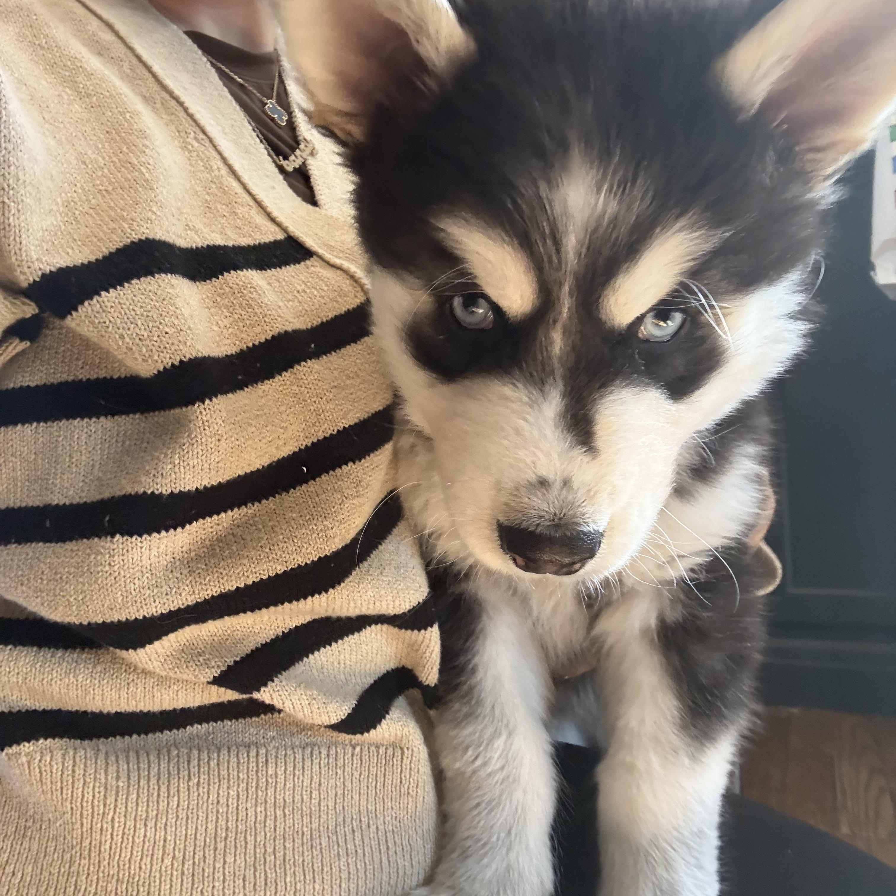 Enlarge Moose, a ADOPTABLE Siberian Husky in Cleveland, OH image 2/4