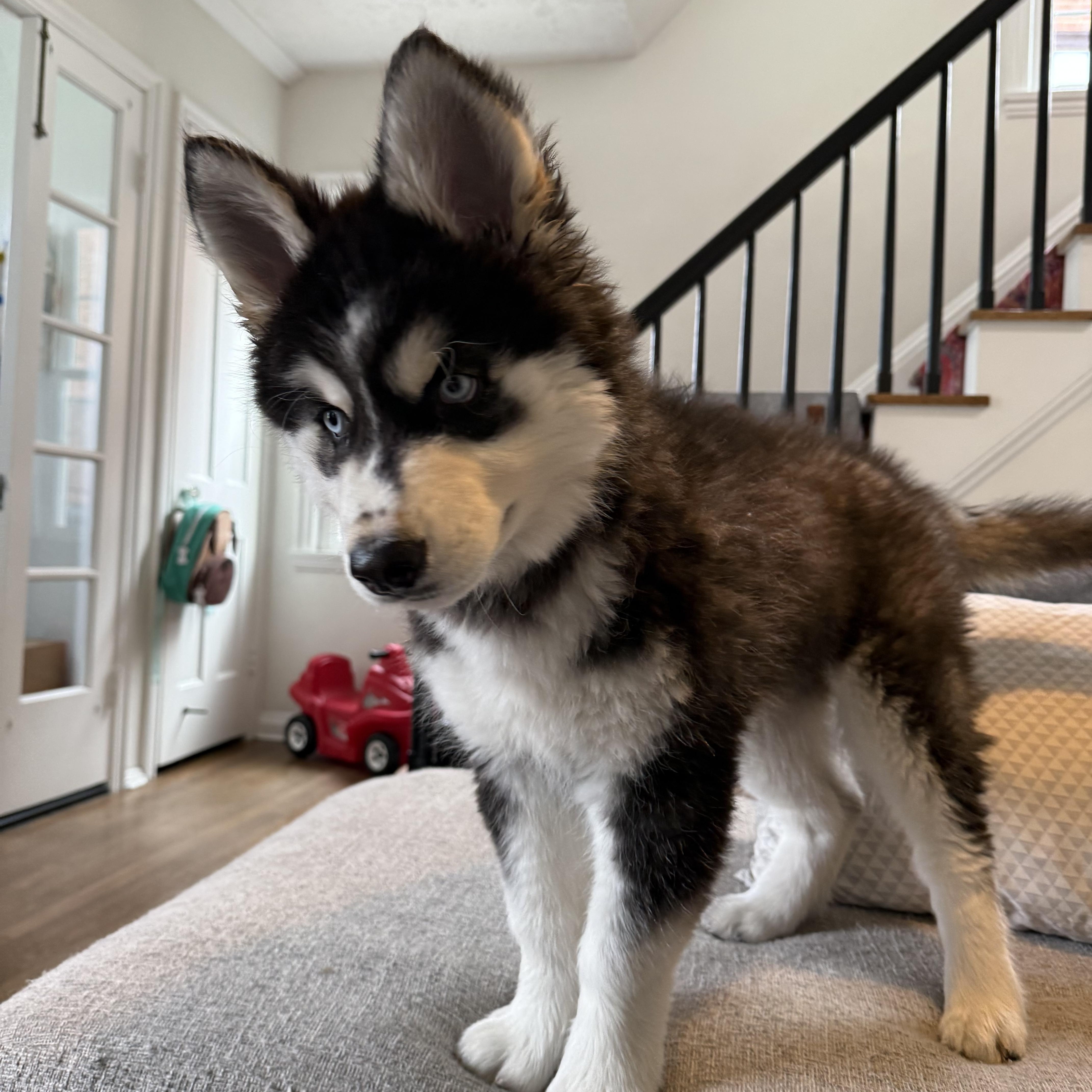 Enlarge Moose, a ADOPTABLE Siberian Husky in Cleveland, OH image 3/4
