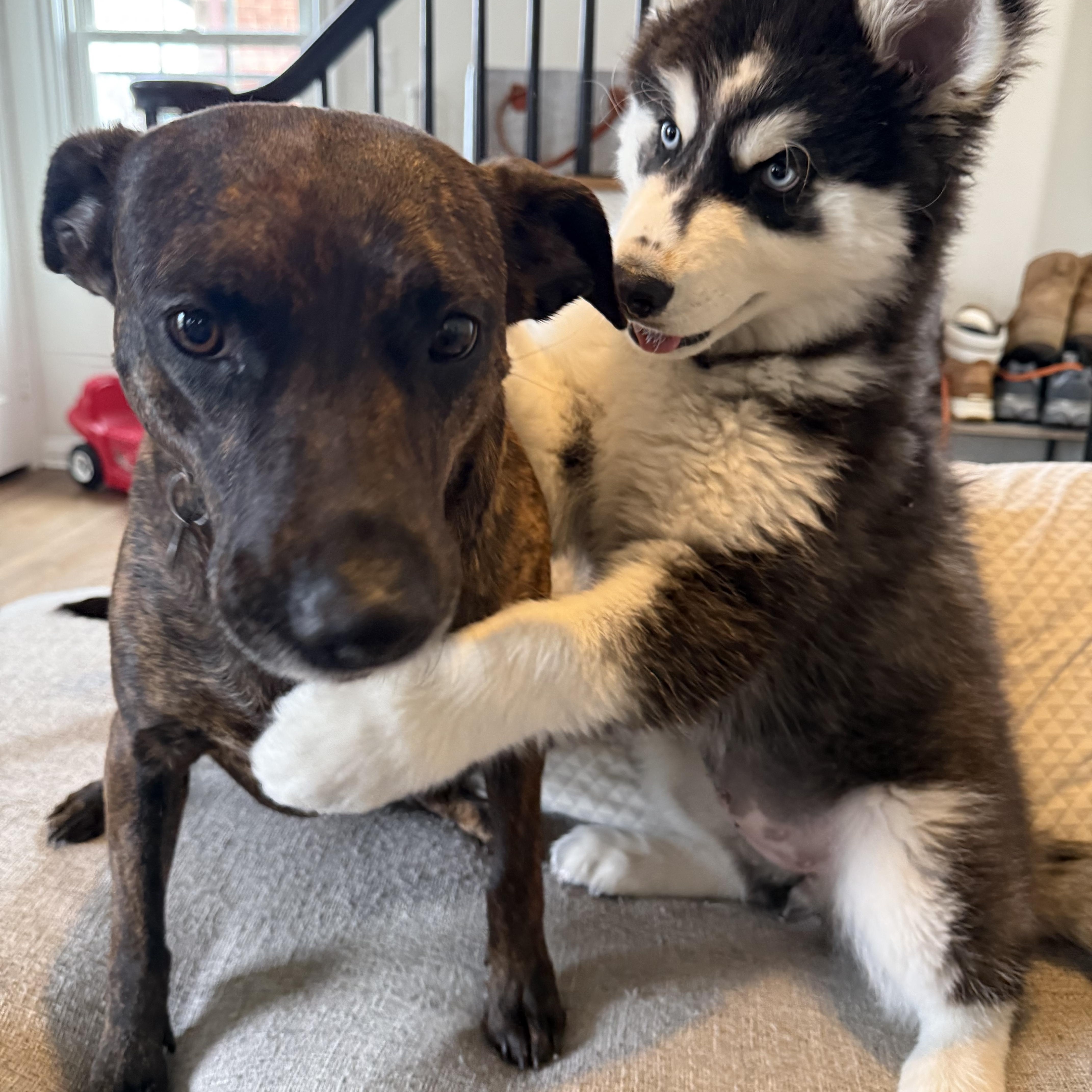Enlarge Moose, a ADOPTABLE Siberian Husky in Cleveland, OH image 4/4