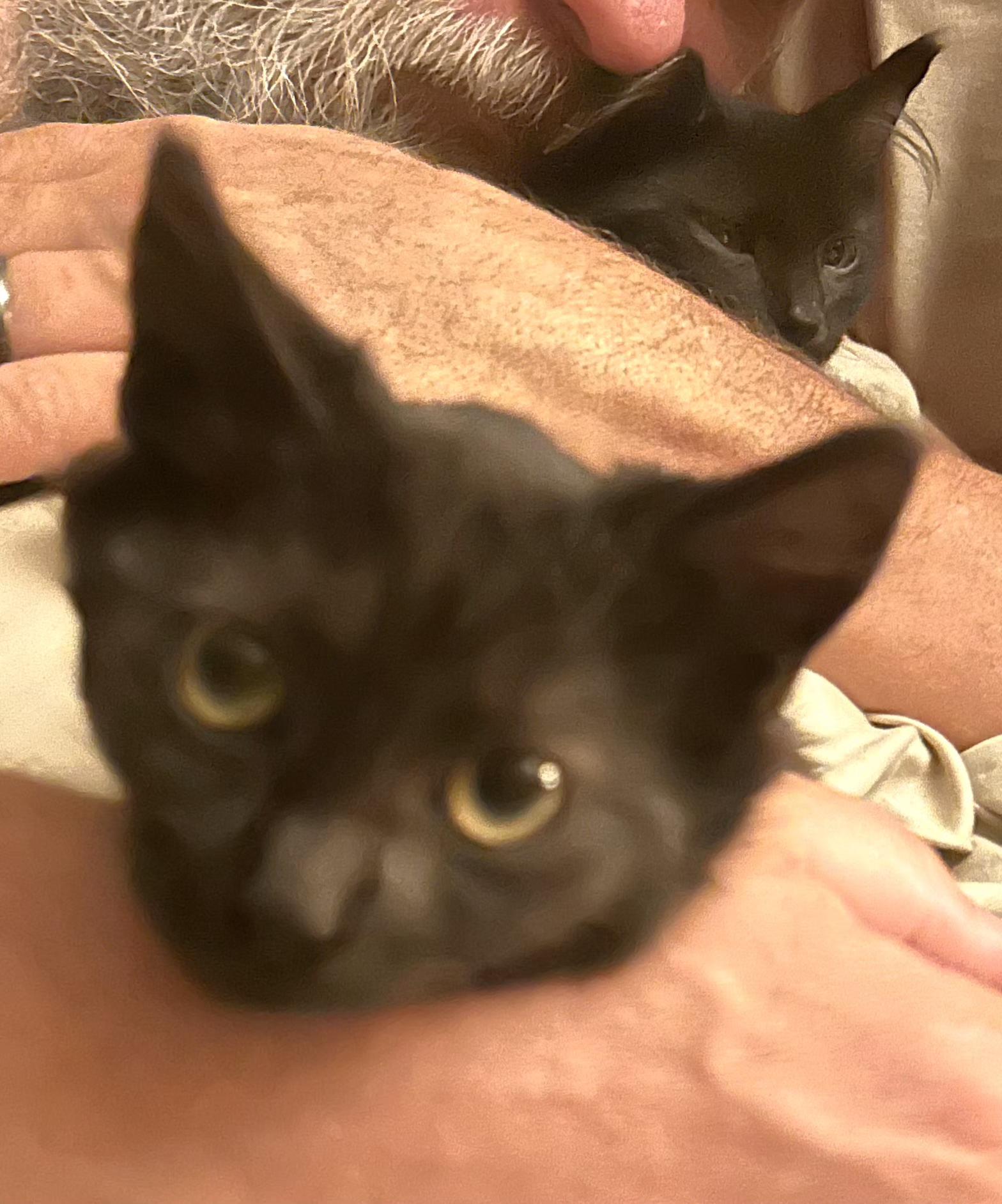 Enlarge Moose, an adopted Domestic Short Hair in Springfield, OR image 2/6