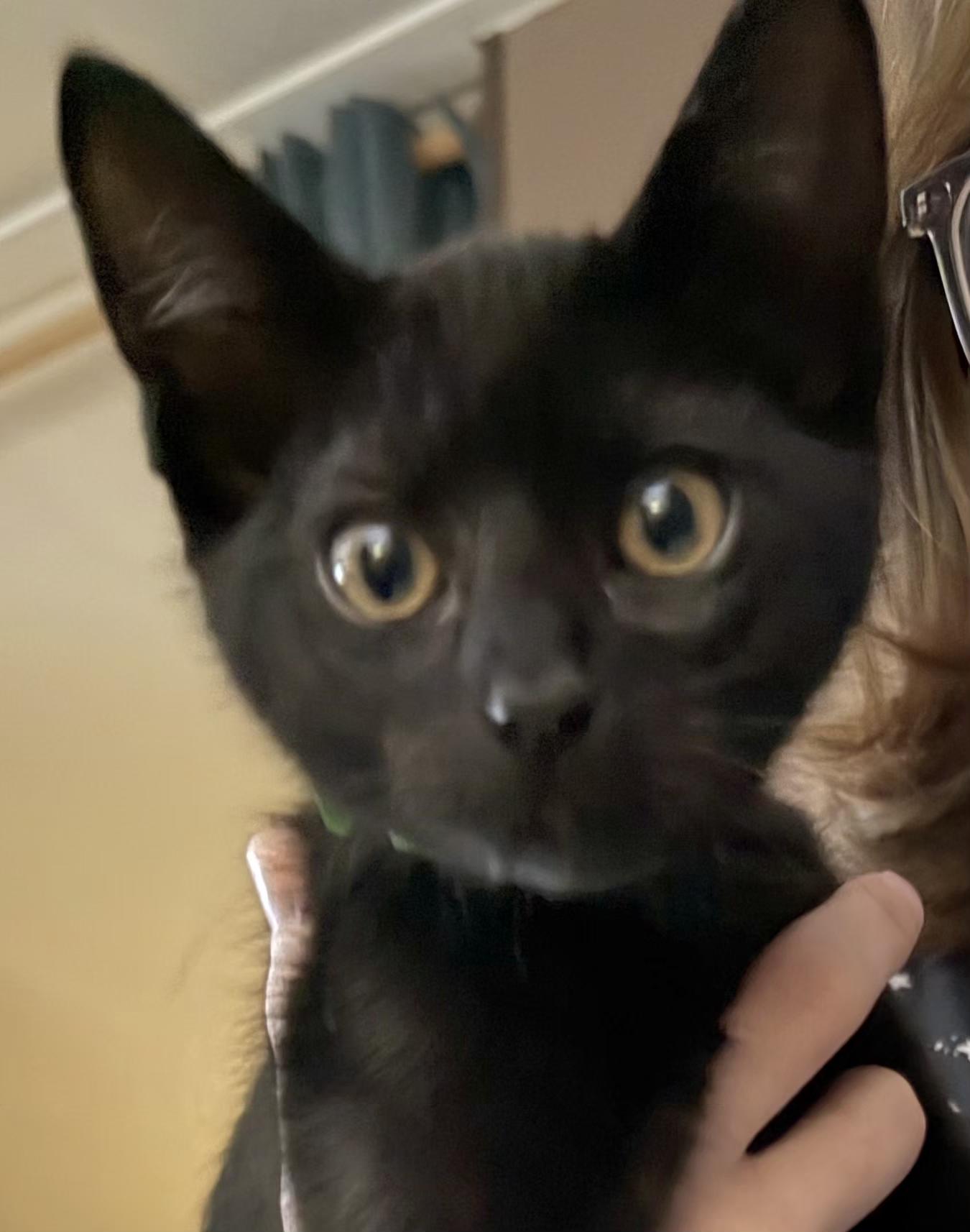 Enlarge Moose, an adopted Domestic Short Hair in Springfield, OR image 1/6