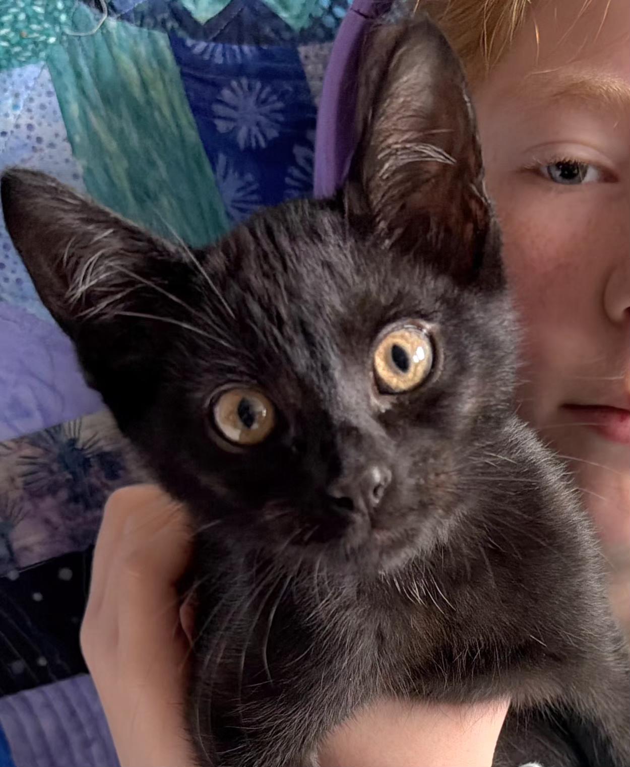 Enlarge Moose, an adopted Domestic Short Hair in Springfield, OR image 4/6
