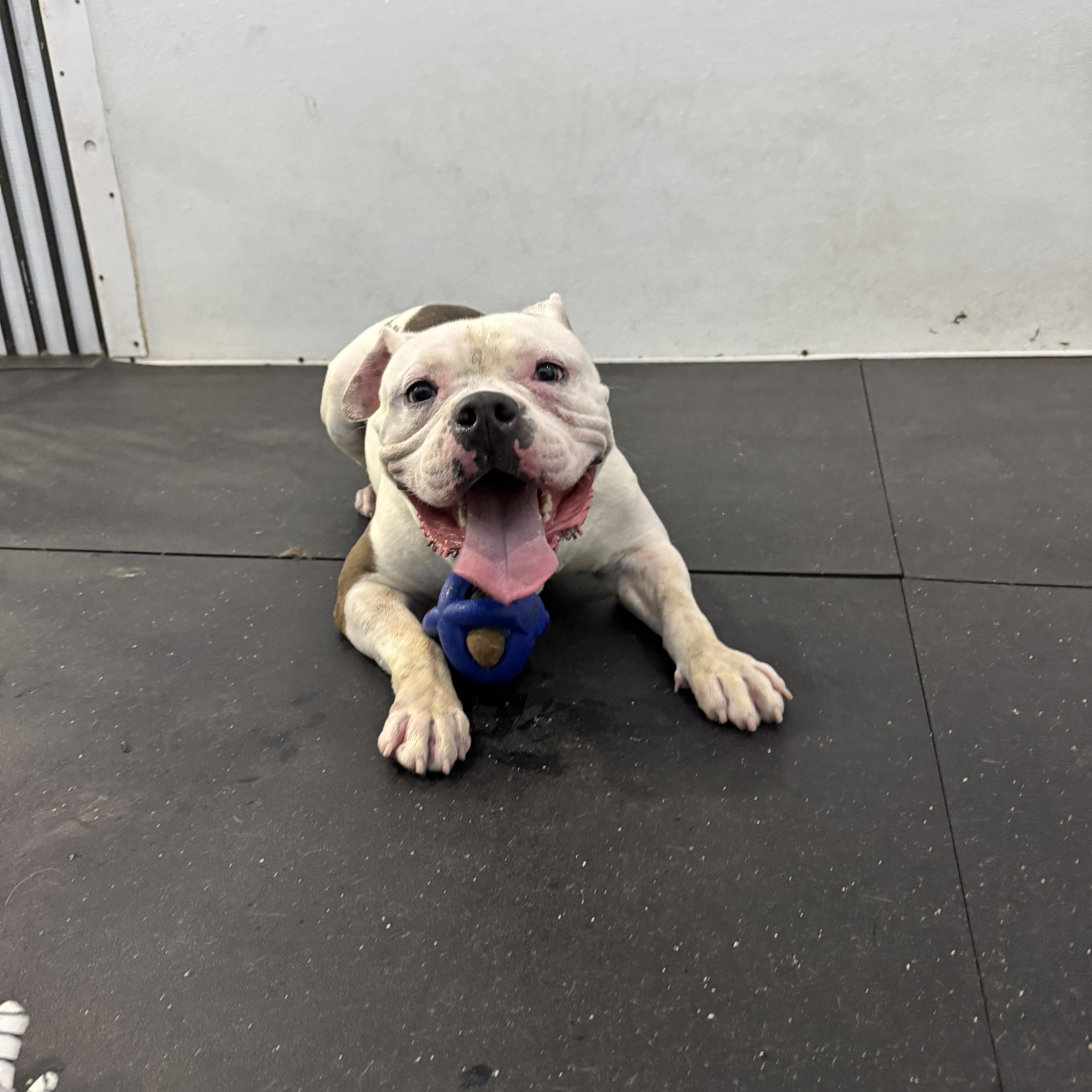 Polar, a Adoptable American Bulldog in Stuart, FL image 3/5
