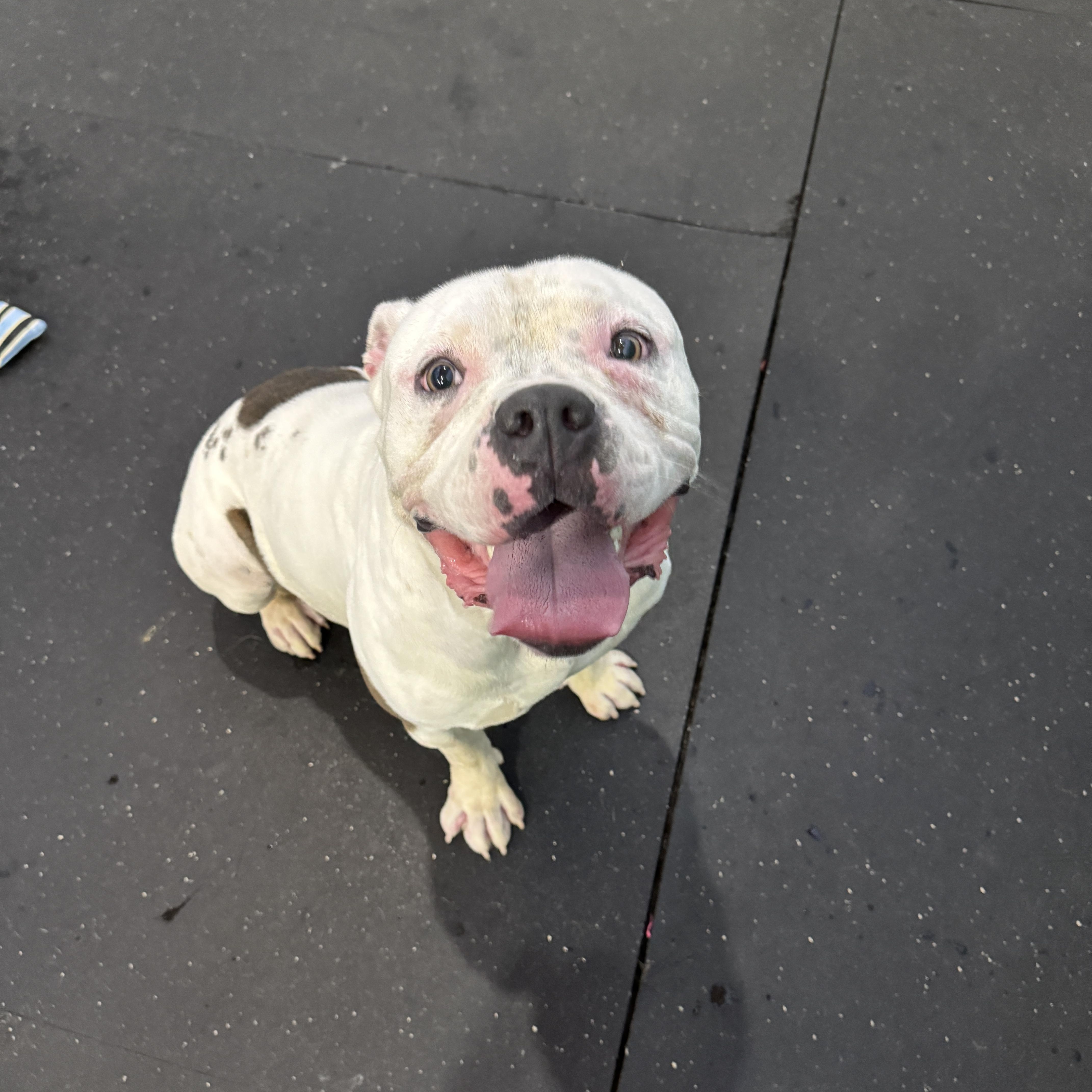 Polar, a Adoptable American Bulldog in Stuart, FL image 5/5