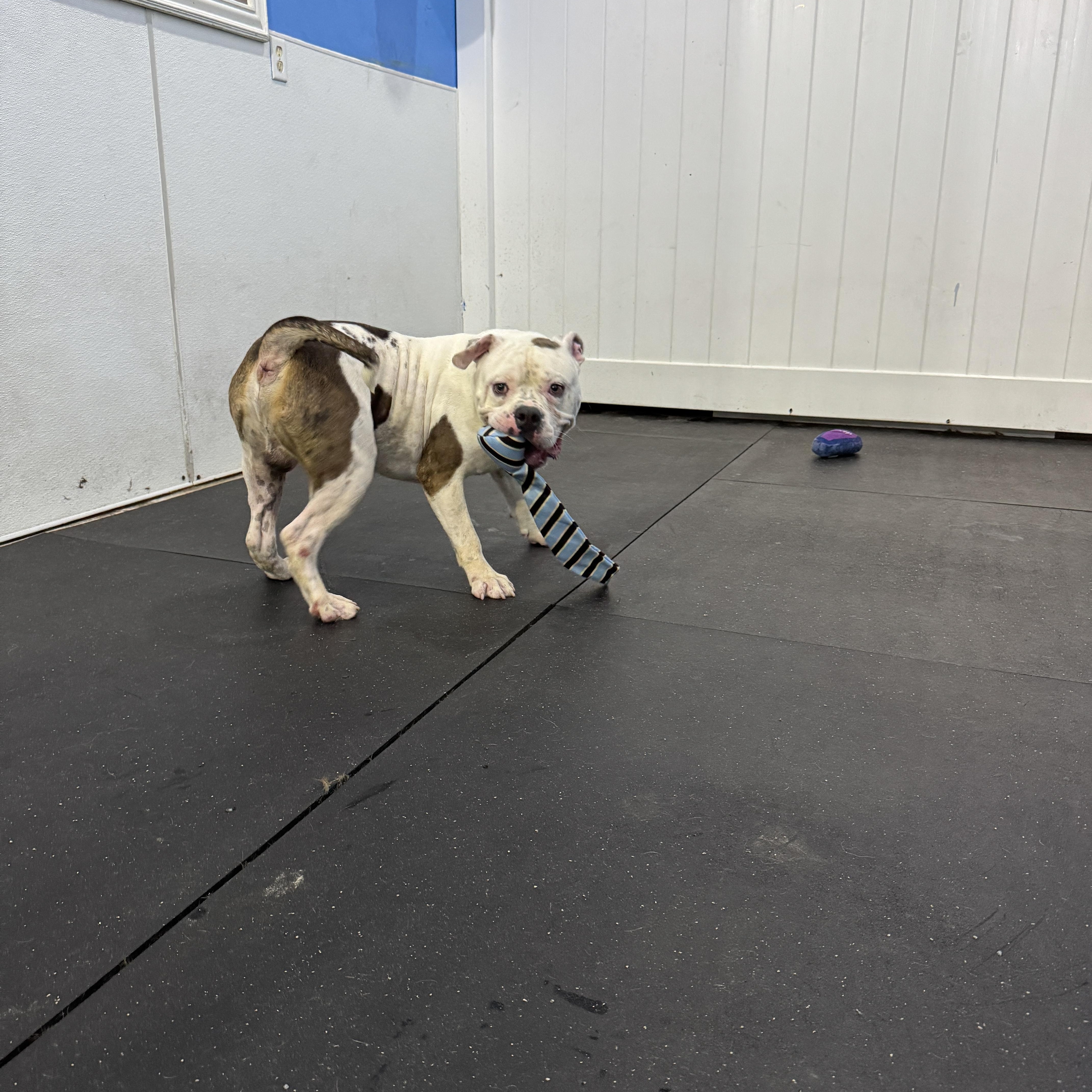 Polar, a Adoptable American Bulldog in Stuart, FL image 4/5
