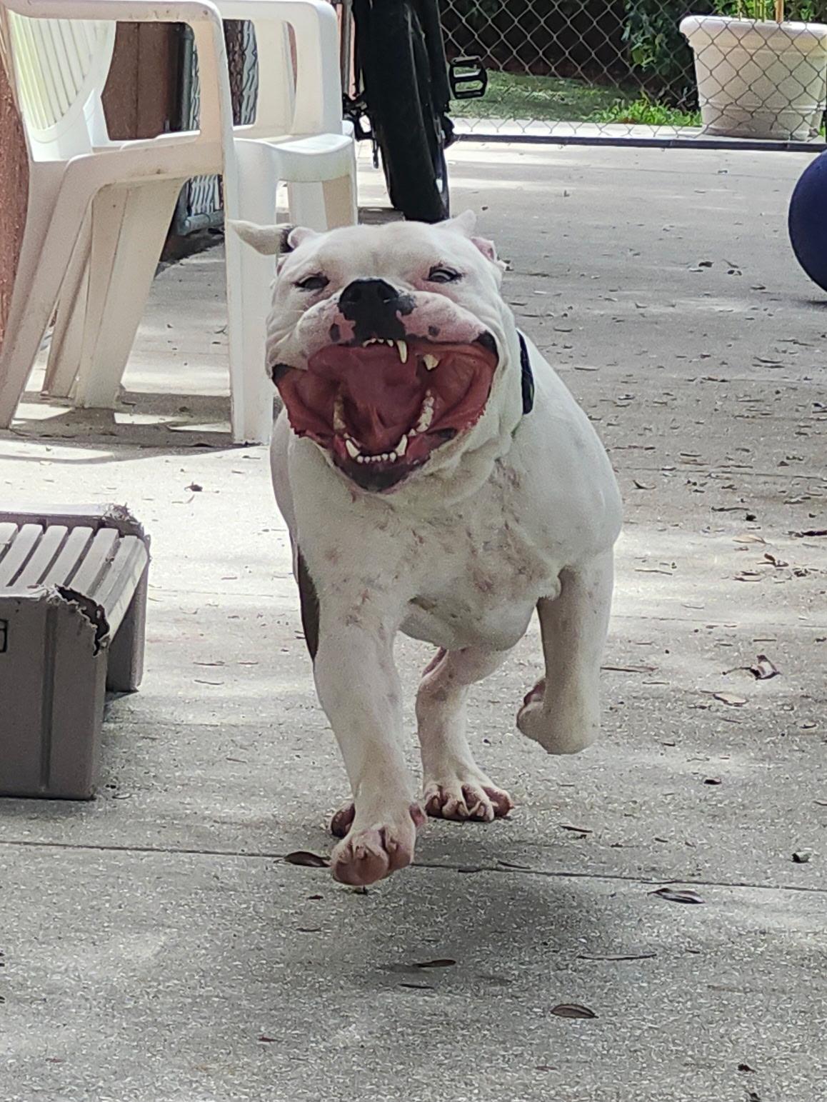 Polar, a Adoptable American Bulldog in Stuart, FL image 2/5